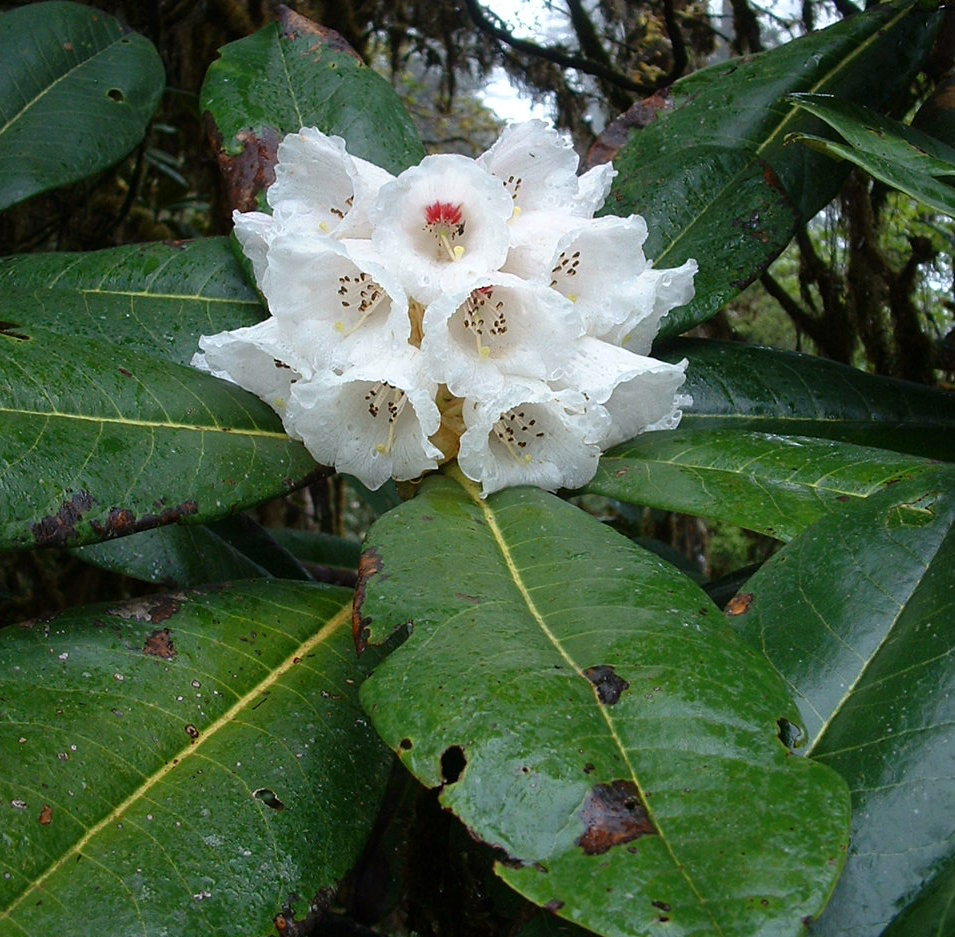 KESANGIAE var. ALBUM KCSH 0382 Rhododendron Larger Species Rhododendrons
