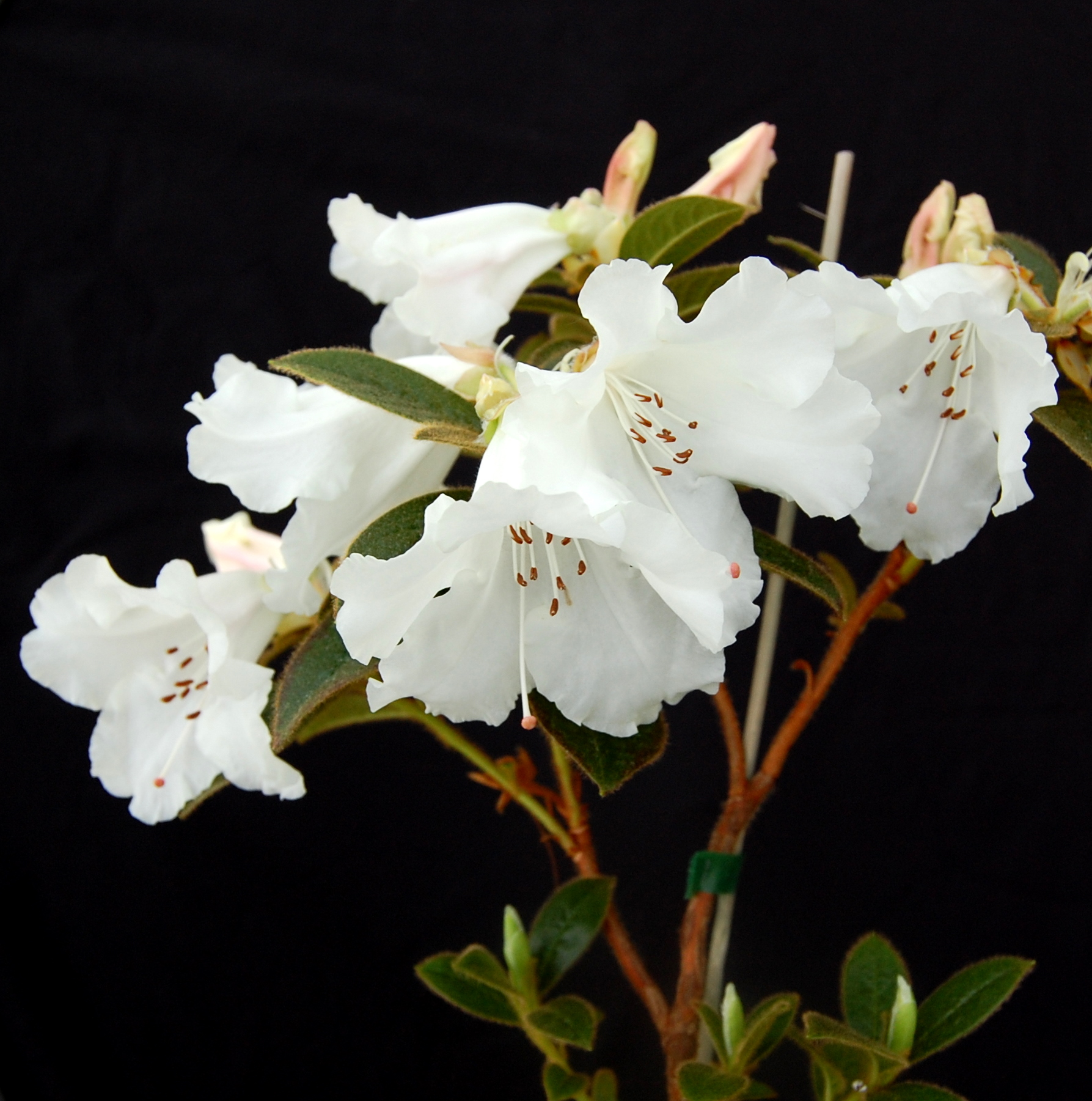 COLLECTION MADDENIA RHODODENDRONS (10)