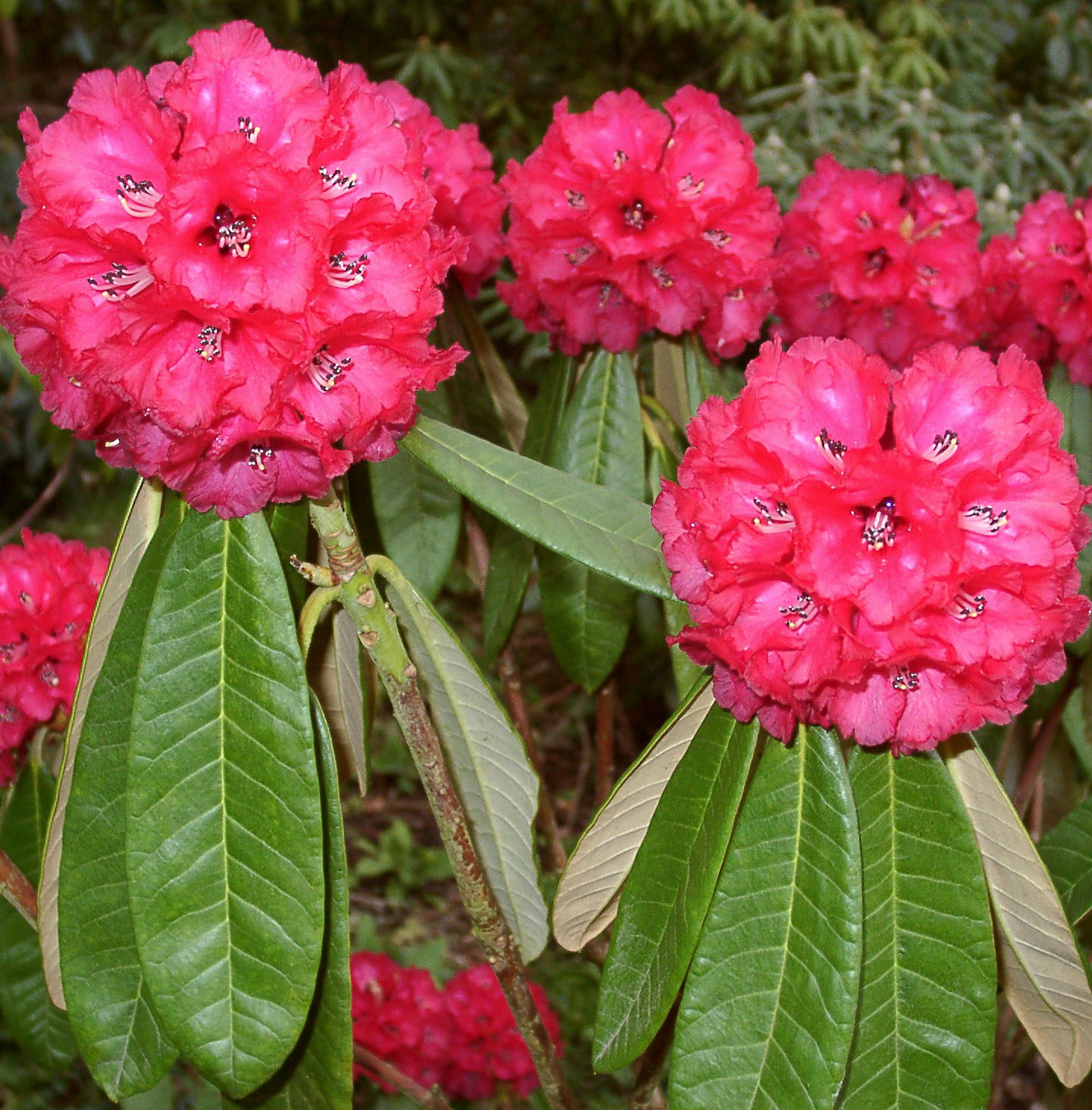 LANIGERUM Rhododendron Larger Species Rhododendrons