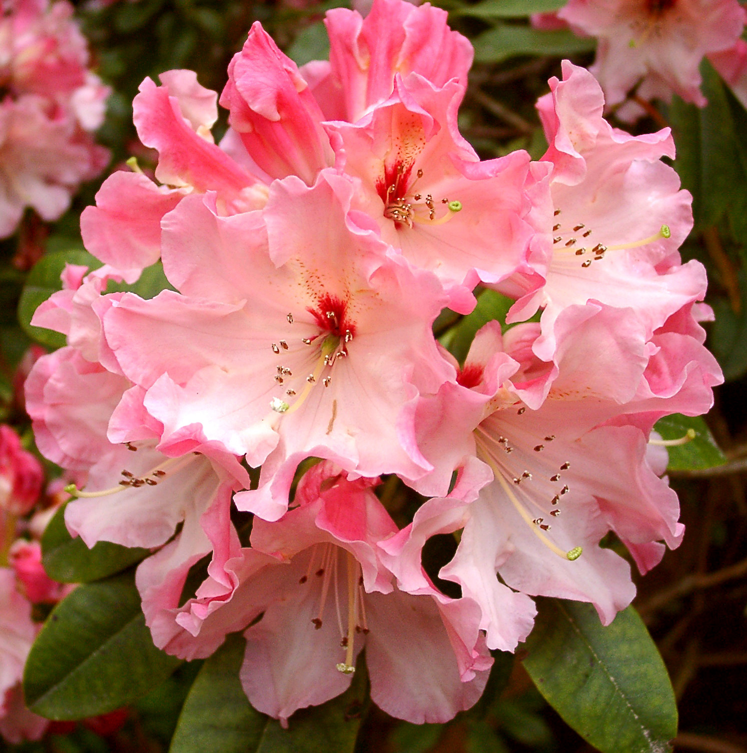 LEMS CAMEO Rhododendron Rhododendron Larger Hybrids