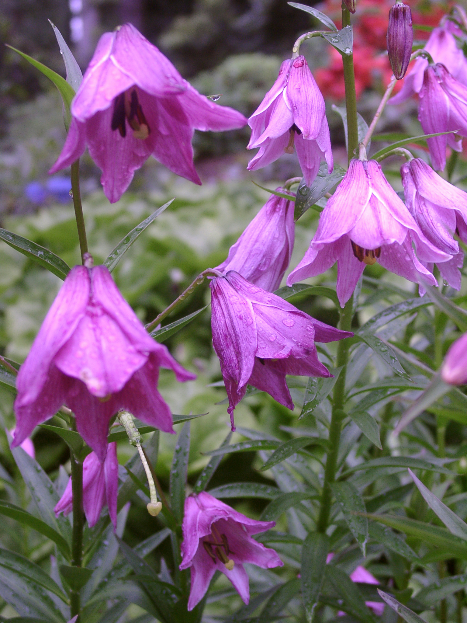 LILIUM mackliniae deep pink (10 bulbs) Lilium Perennials & Bulbs