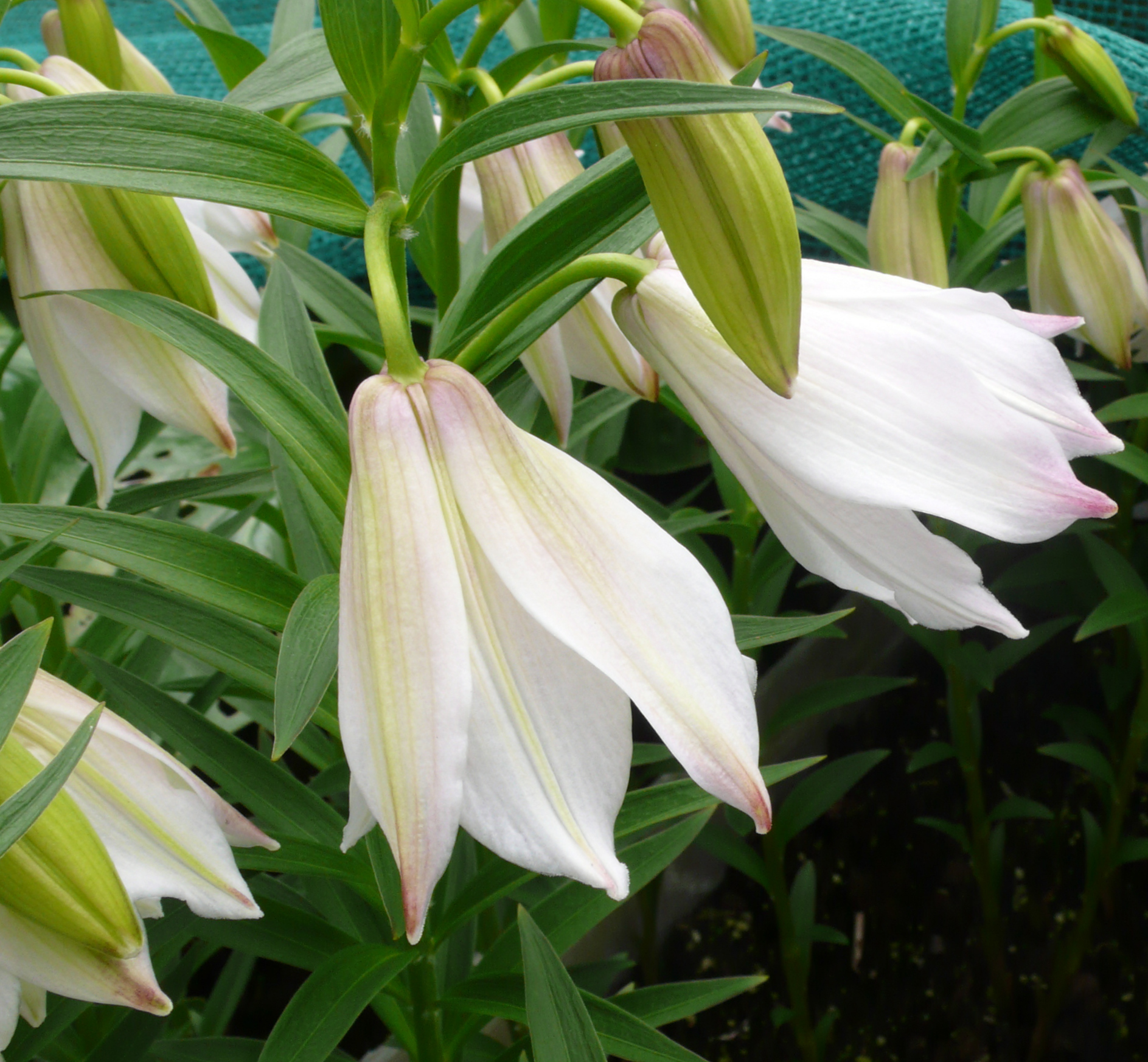 LILIUM mackliniae white NAPE Saramati 10 bulbs Lilium Perennials & Bulbs