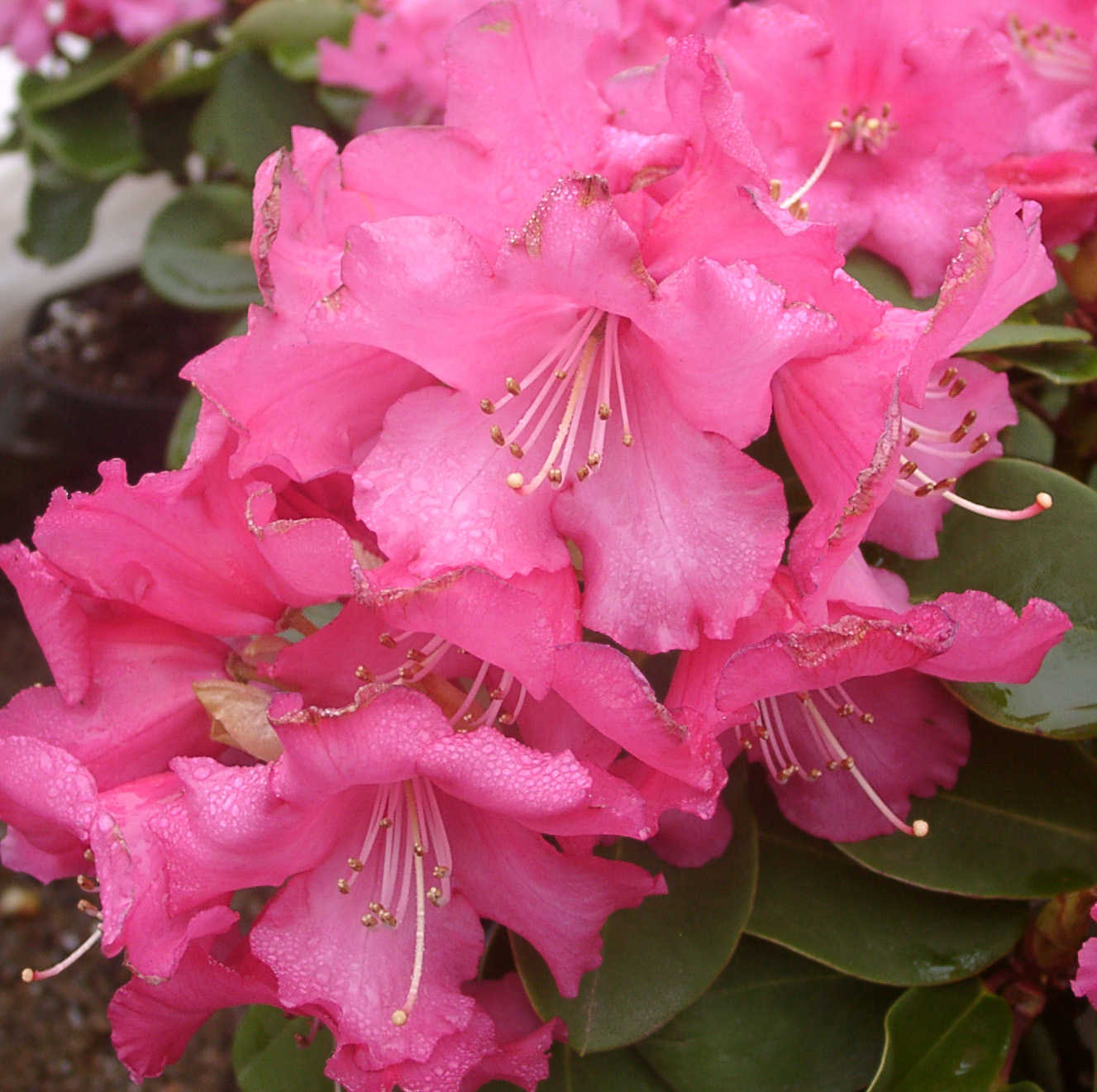 LINDA (WIL) Rhododendron Rhododendron medium growing hybrids