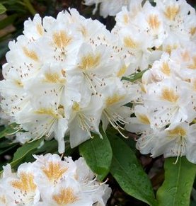 LOCH FASKALLY Rhododendron Rhododendron Larger Hybrids