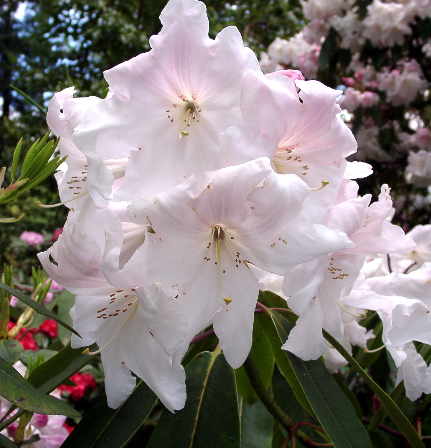 LODERI KING GEORGE Rhododendron Rhododendron Larger Hybrids