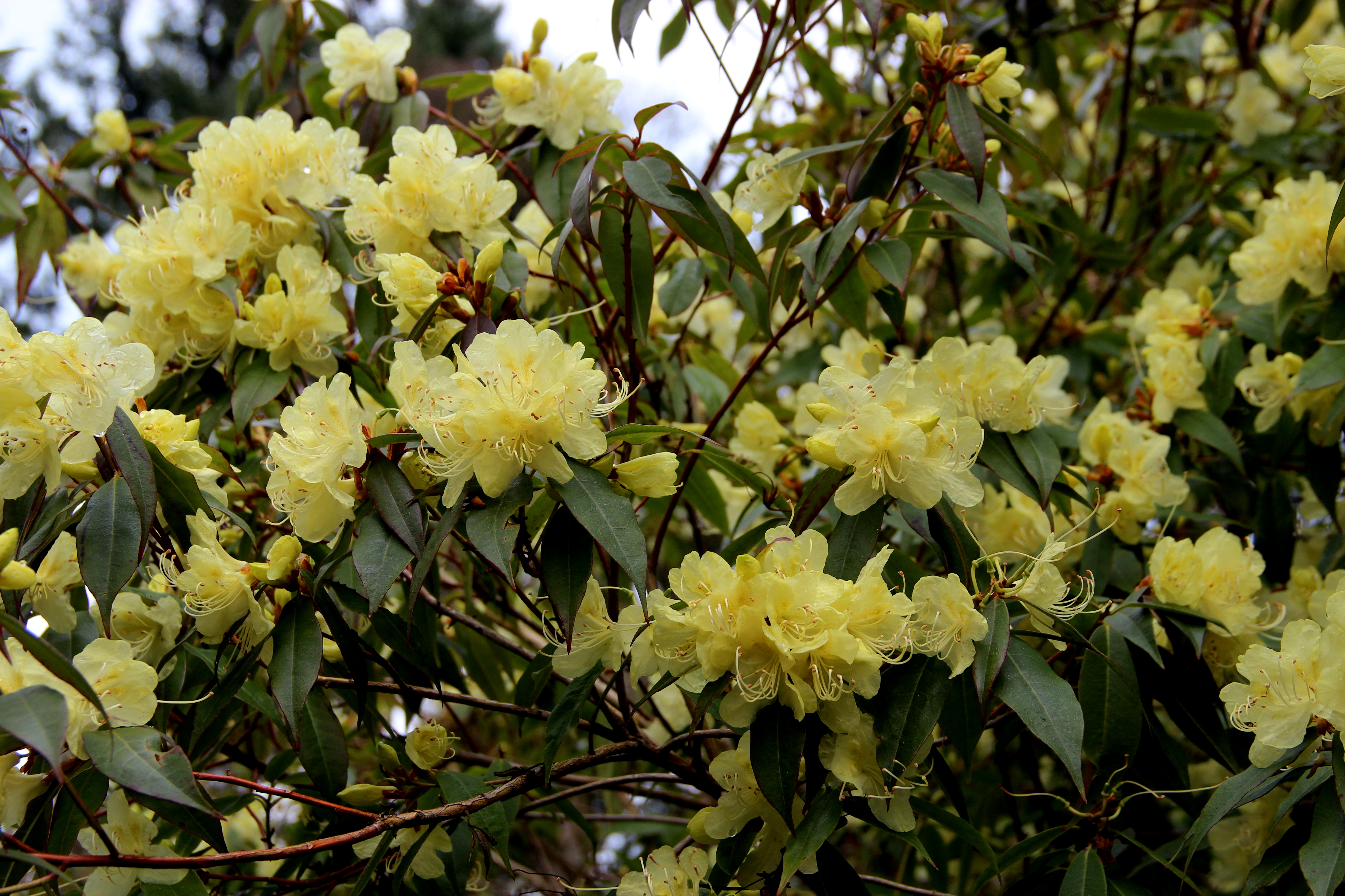 LUTESCENS BAGSHOT SANDS Rhododendron Rhododendron Triflora Cinnabarina