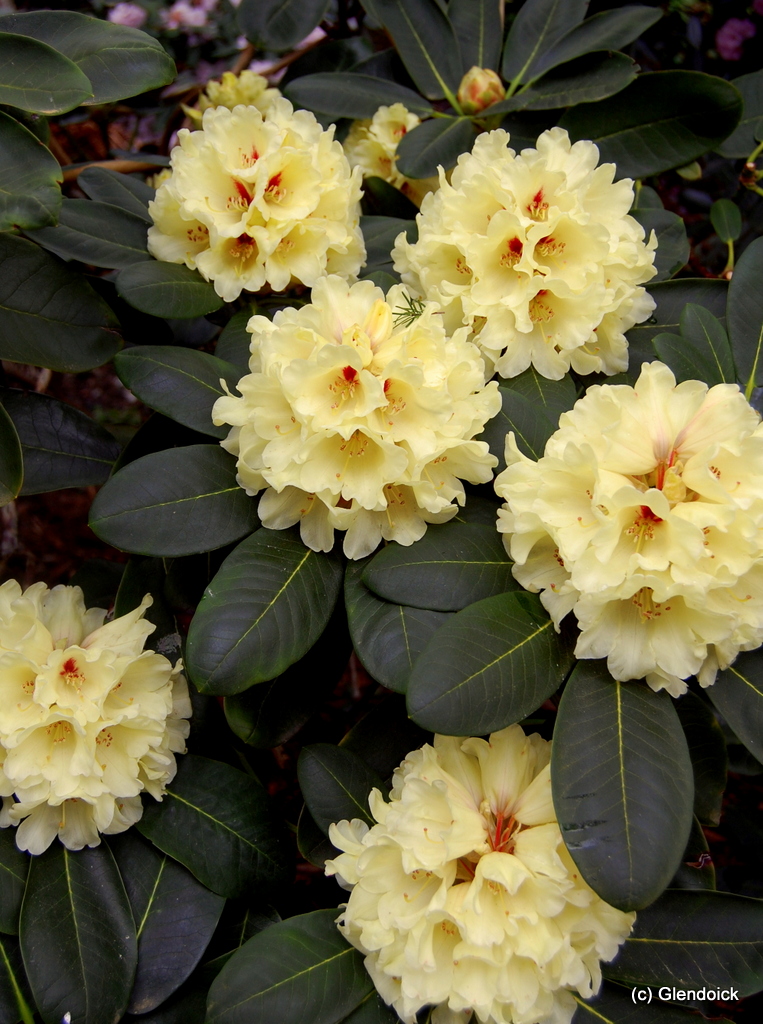 LACTEUM CW Rhododendron Larger Species Rhododendrons