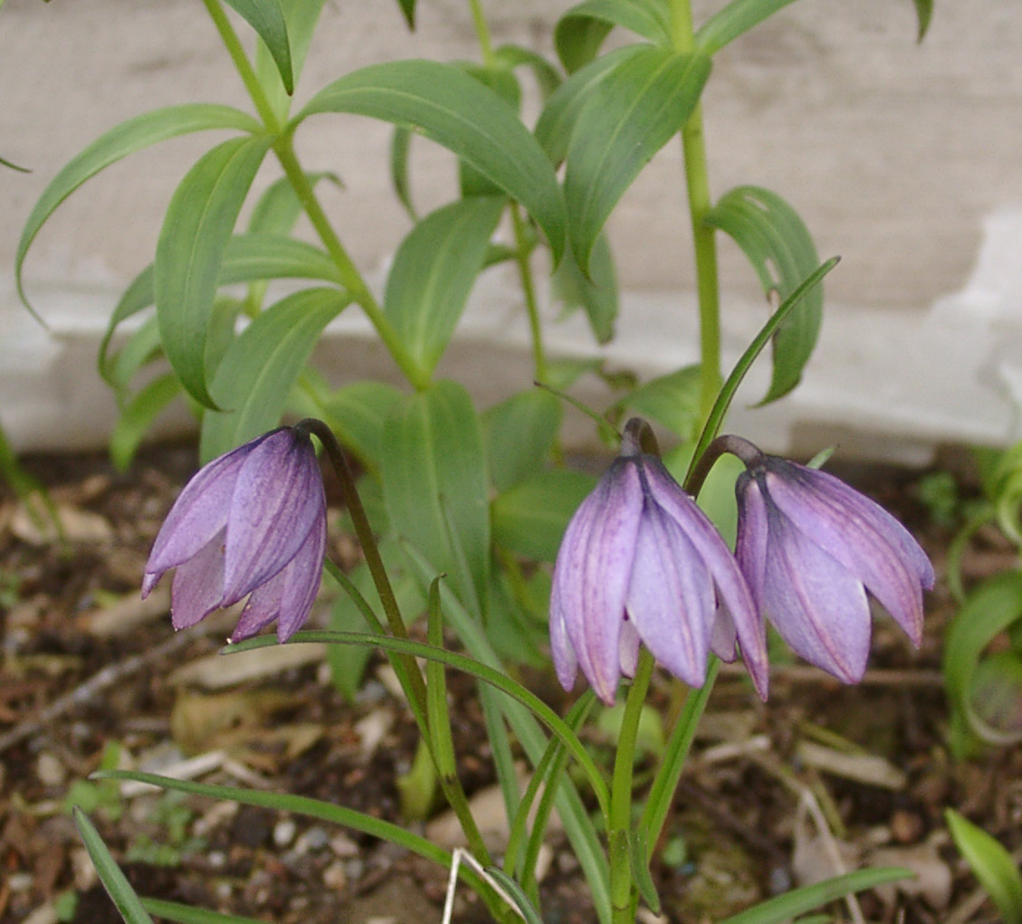 LILIUM nanum 10 bulbs Lilium Perennials & Bulbs