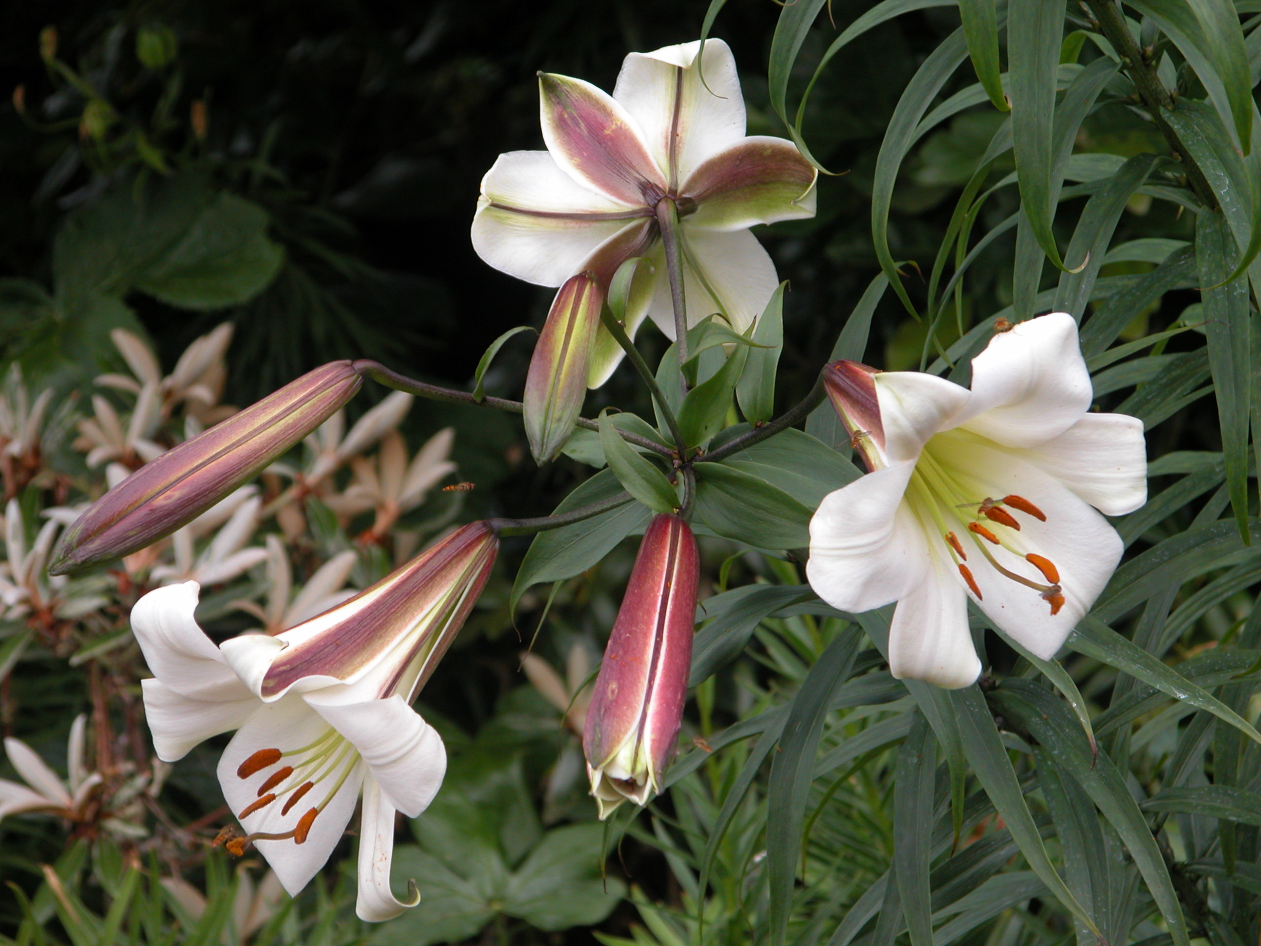 LILIUM sargentiae CH 7099 10 bulbs Lilium Perennials & Bulbs