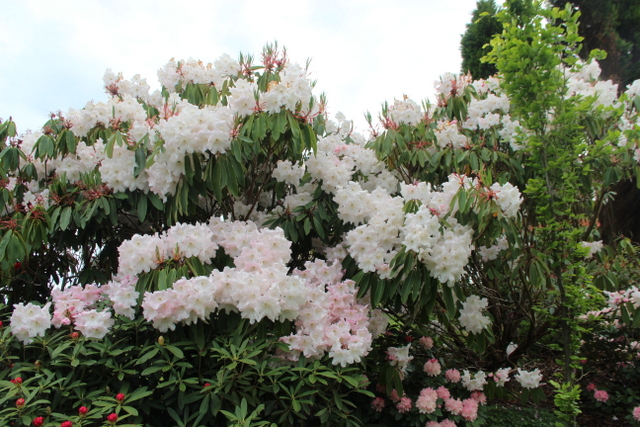 LODERI (hp) Rhododendron Rhododendron Larger Hybrids