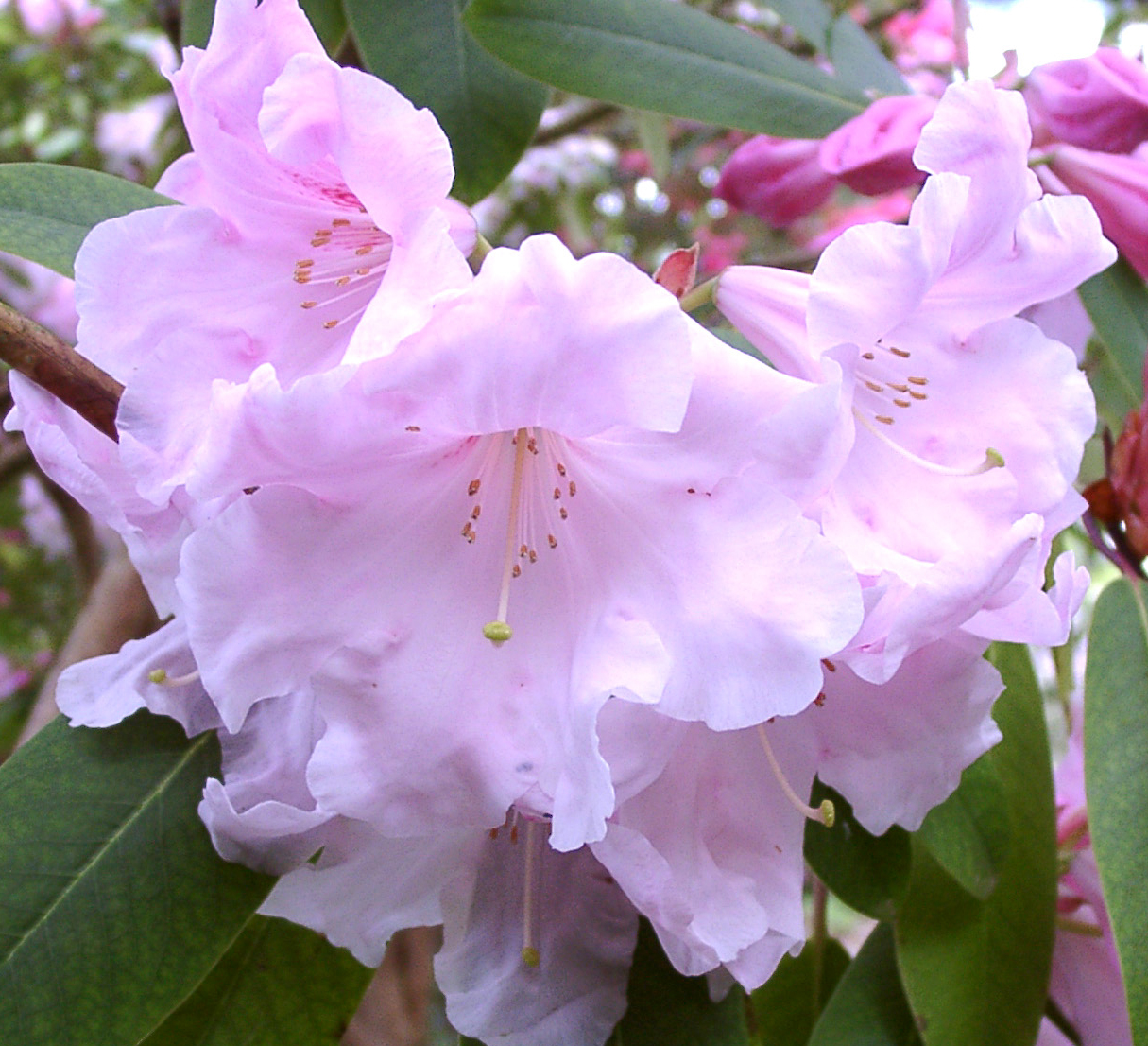 LODERI PINK DIAMOND Rhododendron Rhododendron Larger Hybrids