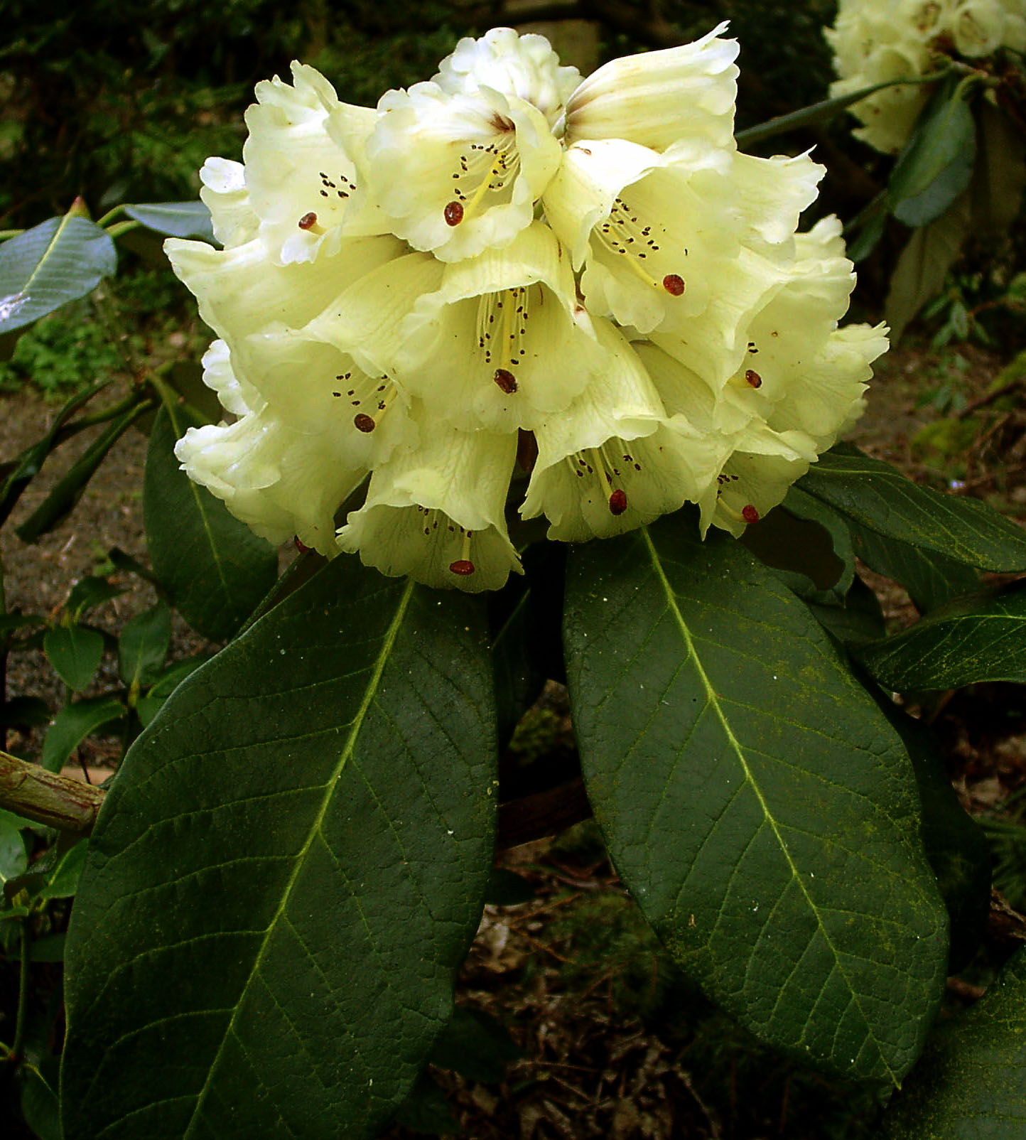 MACABEANUM hp Rhododendron Larger Species Rhododendrons