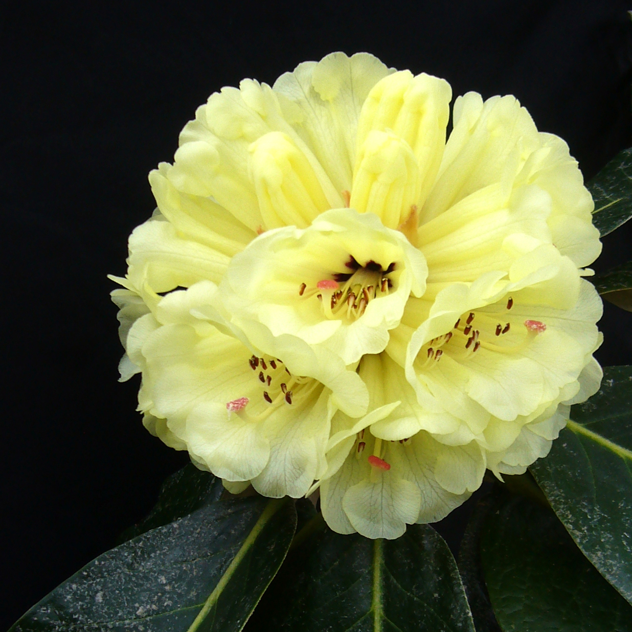 MACABEANUM NAPE O52 high alt, compact Rhododendron Larger Species Rhododendrons