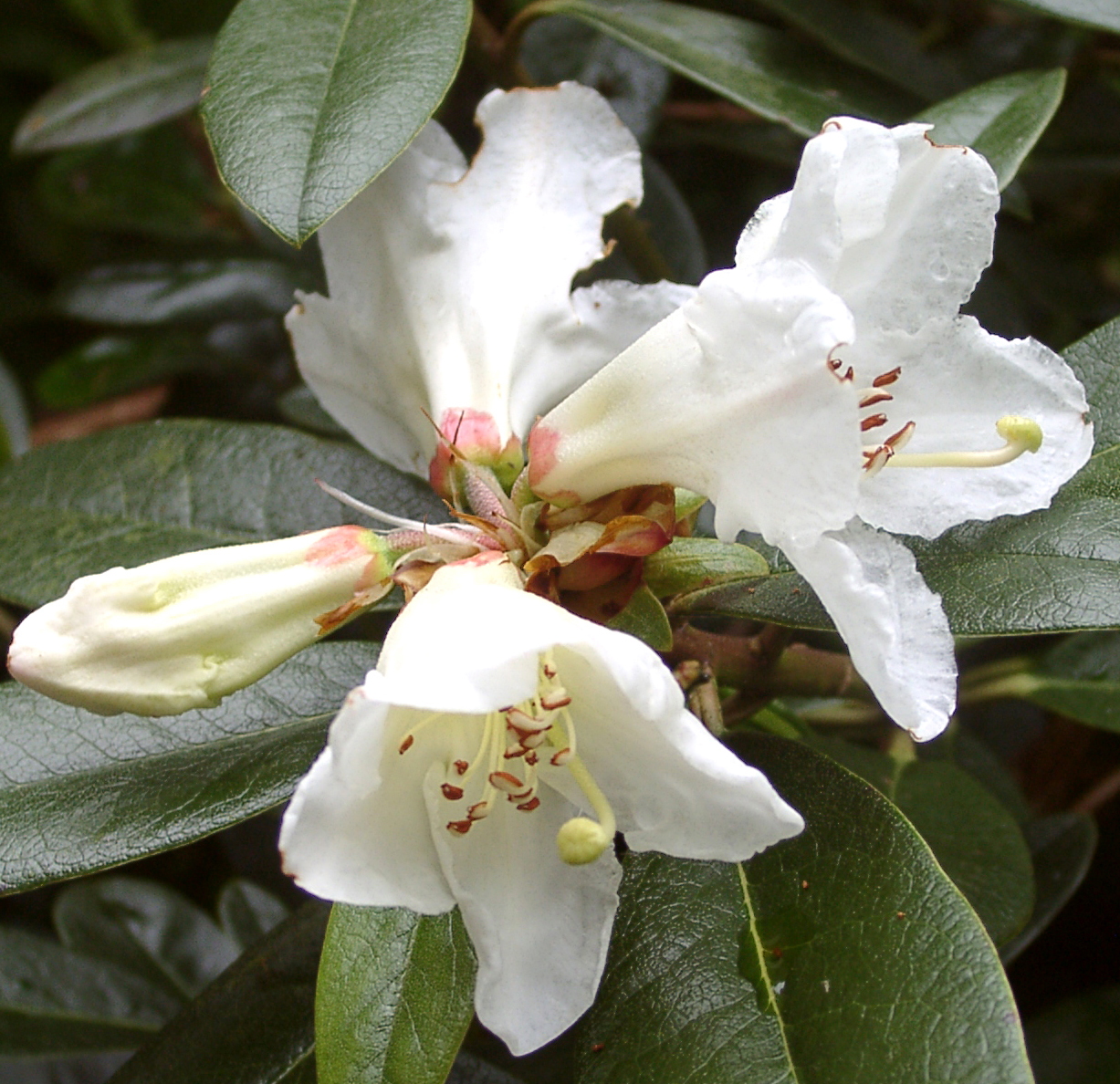 MADDENII ssp. CRASSUM KCV 102 Rhododendron Maddenia and Related Rhododendrons