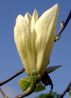 MAGNOLIA Yellow Lantern (5 litre) Magnolia Trees & shrubs