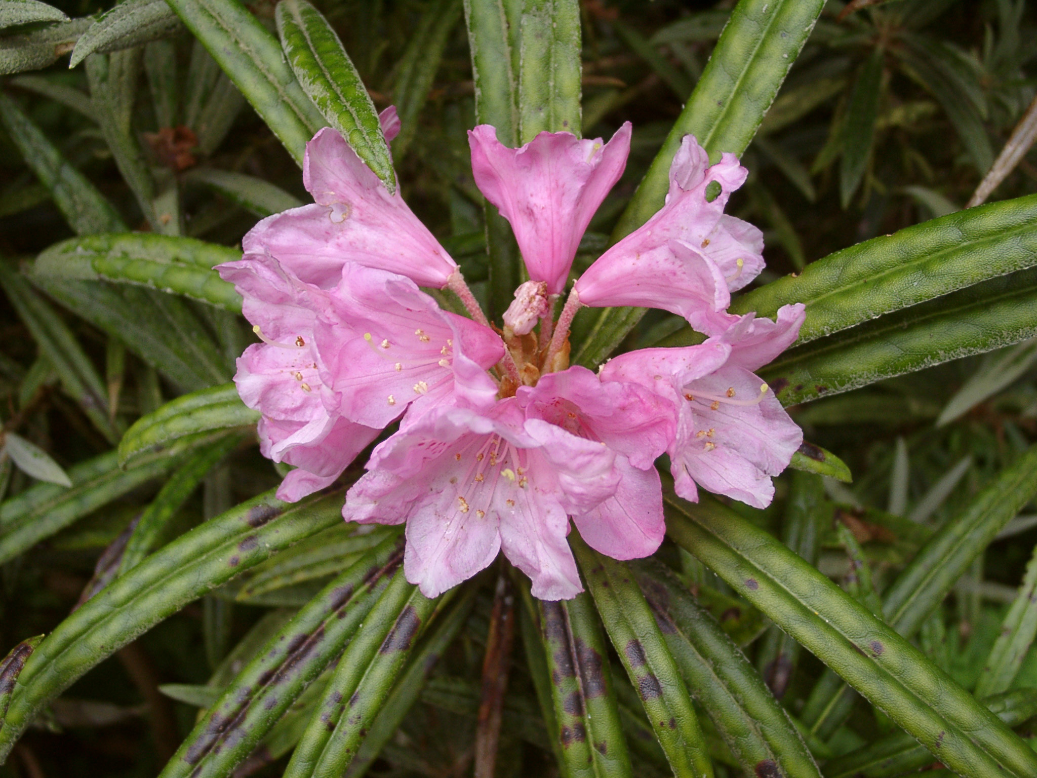 MAKINOI Rhododendron Larger Species Rhododendrons