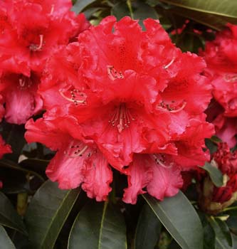 MARKEETAS PRIZE Rhododendron Rhododendron Larger Hybrids