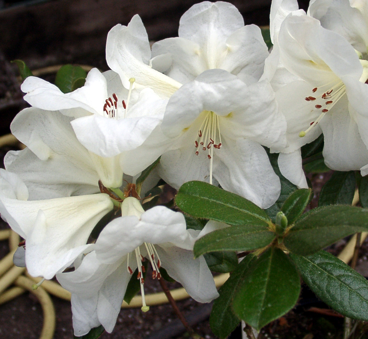MARTHA WRIGHT Rhododendron Maddenia and Related Rhododendrons