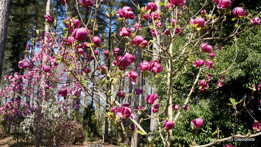 MAGNOLIA BLACK TULIP Magnolia Trees & shrubs