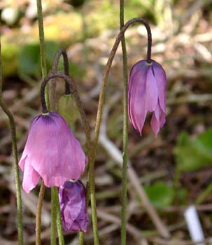 MECONOPSIS cookei Old Rose Meconopsis Perennials & Bulbs