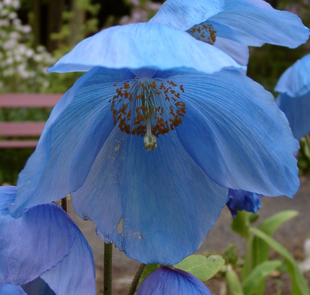 MECONOPSIS Lingholm (x sheldonii) 9cm Meconopsis Perennials & Bulbs