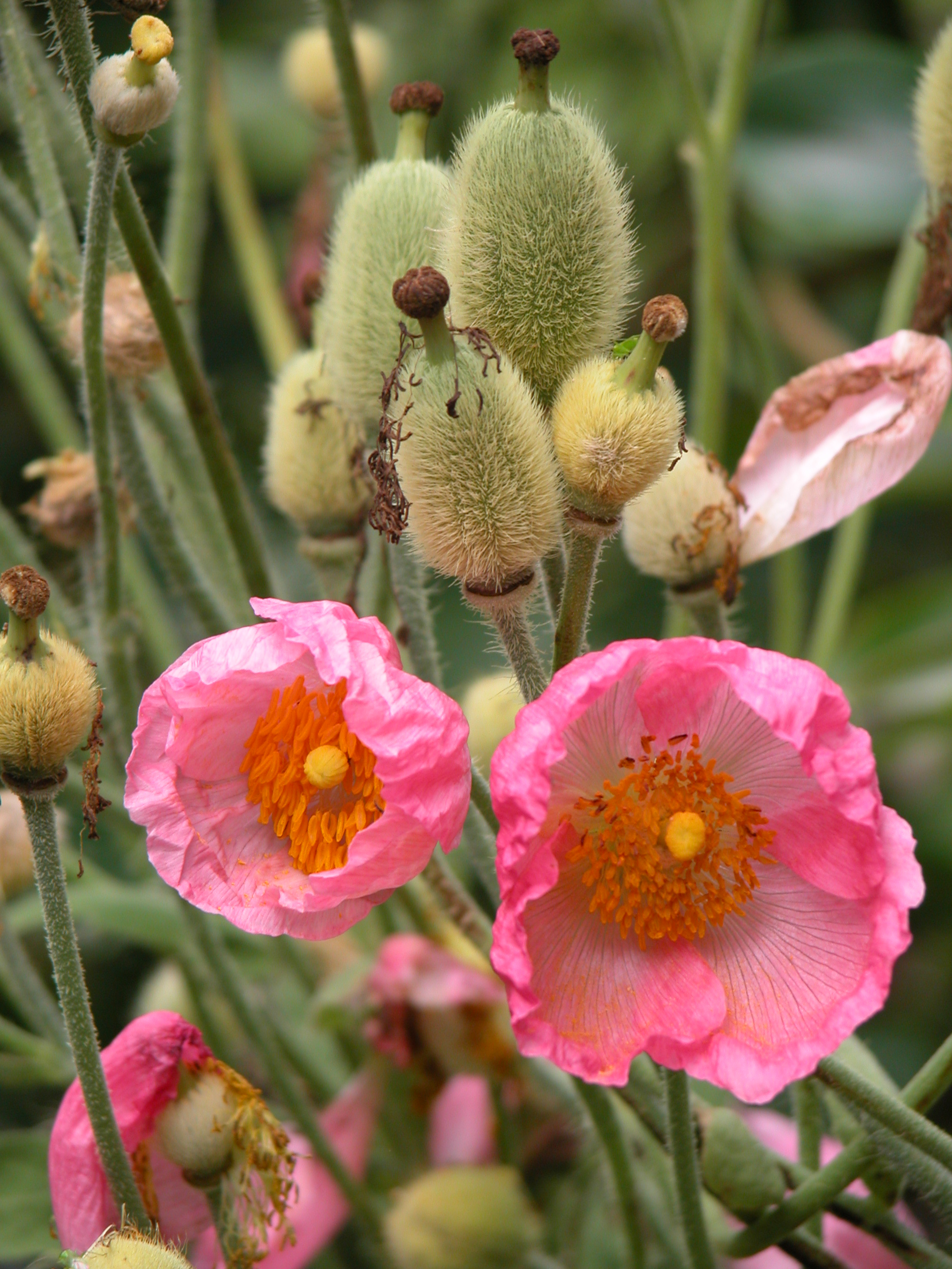 MECONOPSIS napaulensis hybrids Perennials Perennials & Bulbs