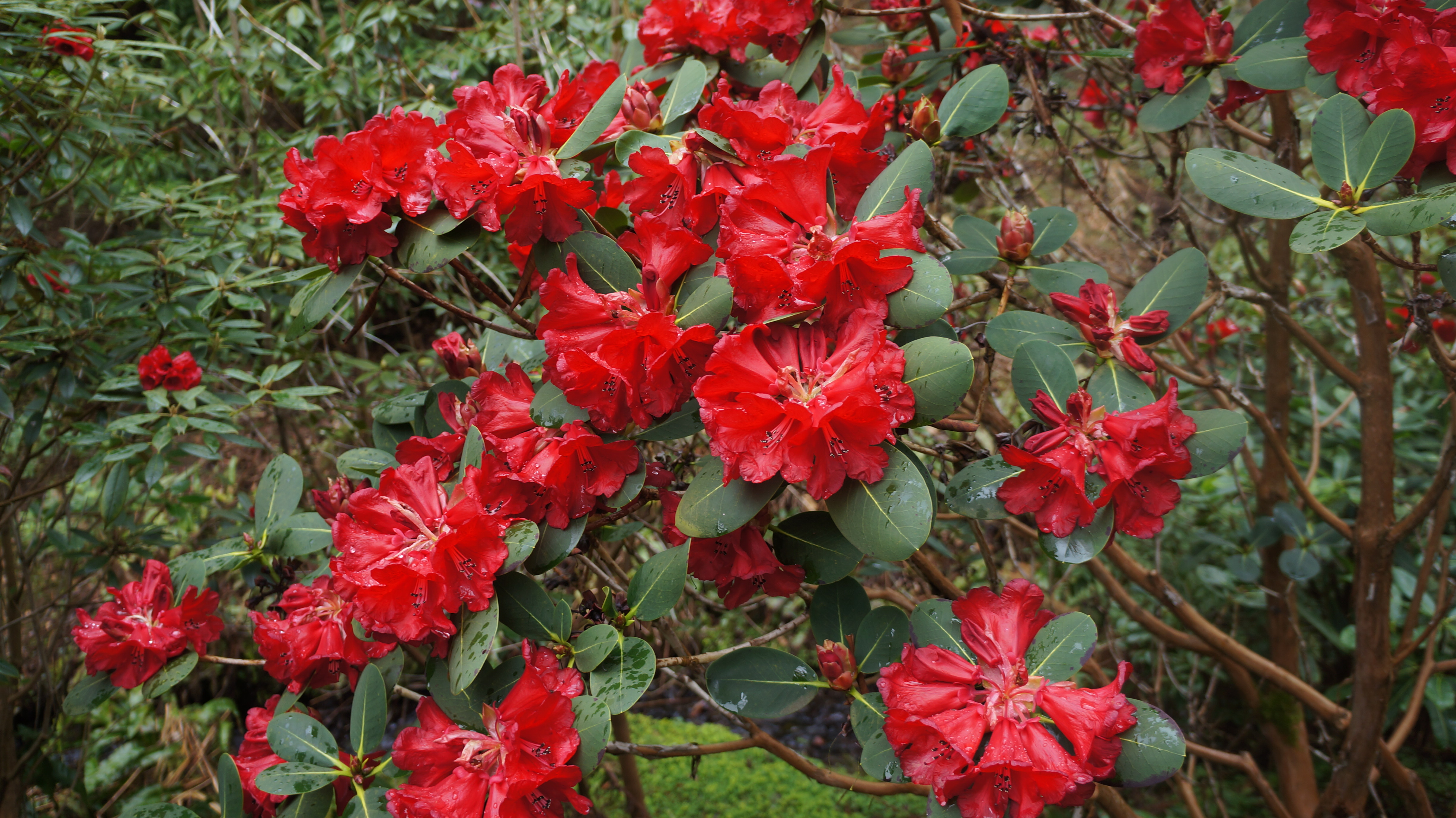 MEDDIANUM Rhododendron Larger Species Rhododendrons