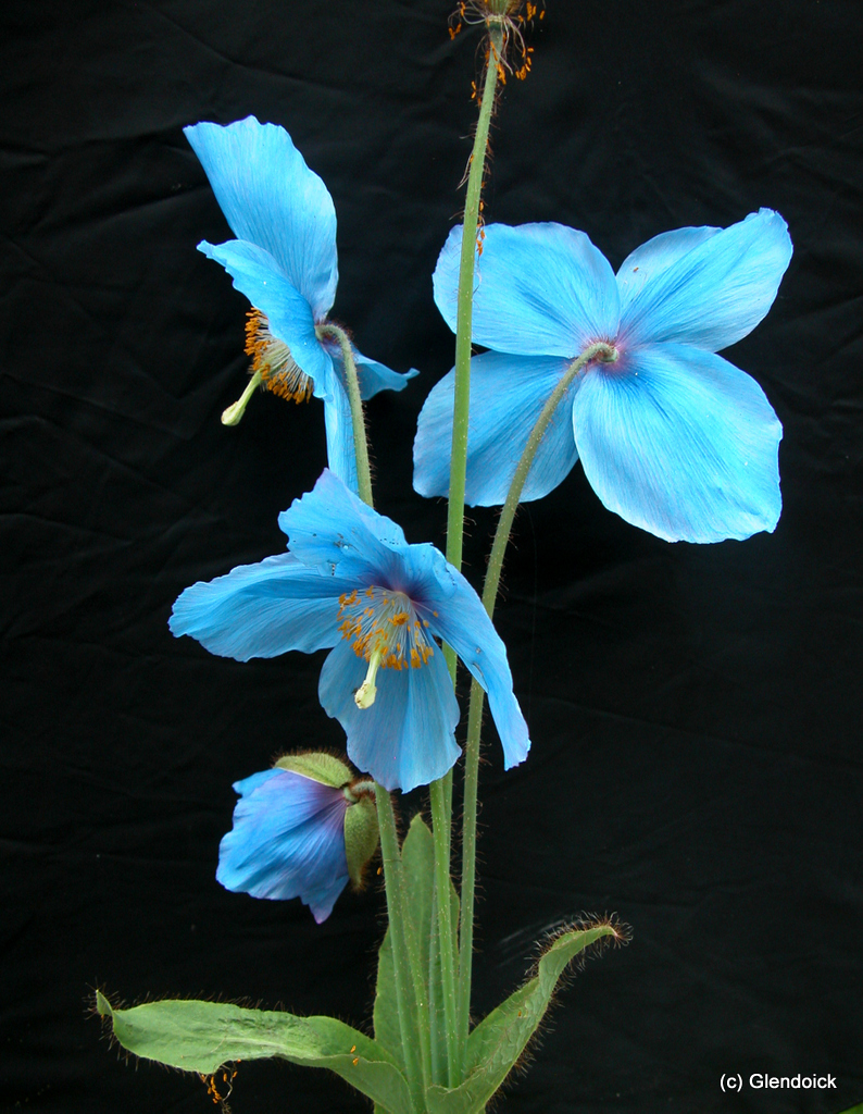 MECONOPSIS Slieve Donard (Infertile Blue Group) Meconopsis Perennials & Bulbs