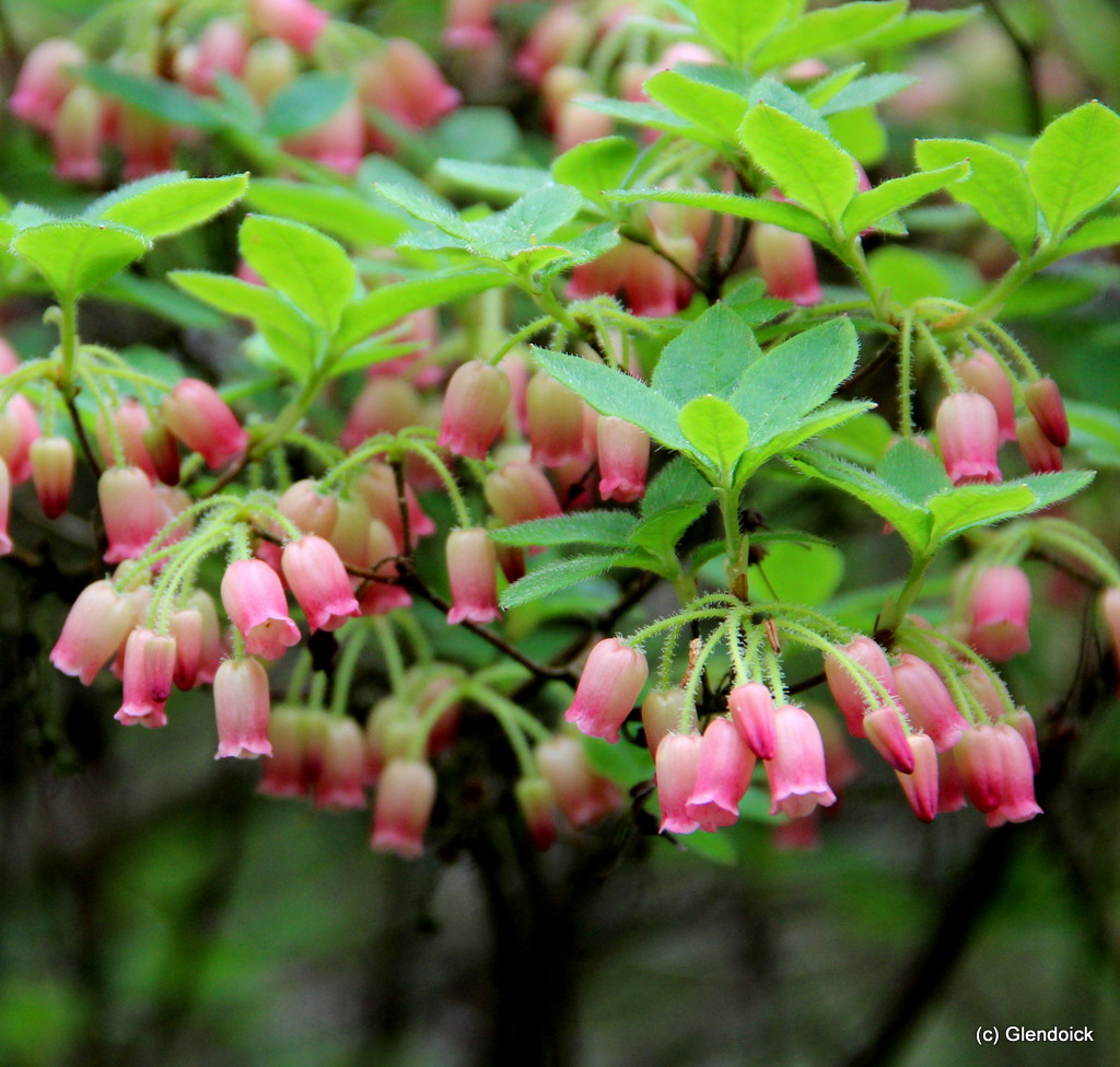 MENZIESIA YLVA Menziesia Trees & shrubs