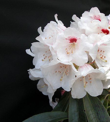 MORII Rhododendron Larger Species Rhododendrons
