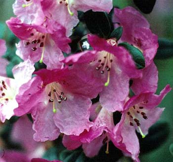 MOUPINENSE PINK Rhododendron Rhododendron Dwarf Species and Hybrids