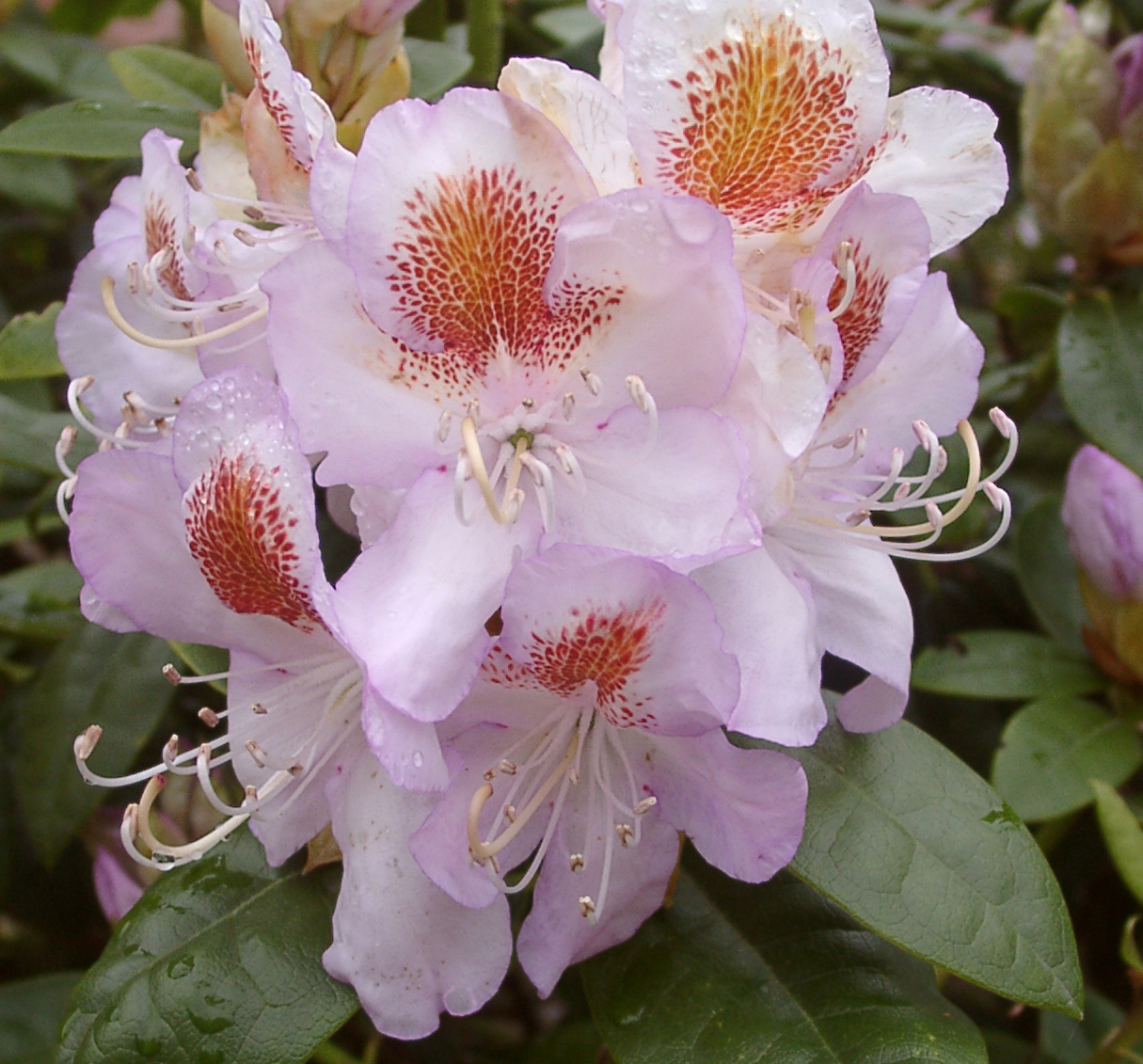 MRS T.H. LOWINSKY Rhododendron Rhododendron Larger Hybrids