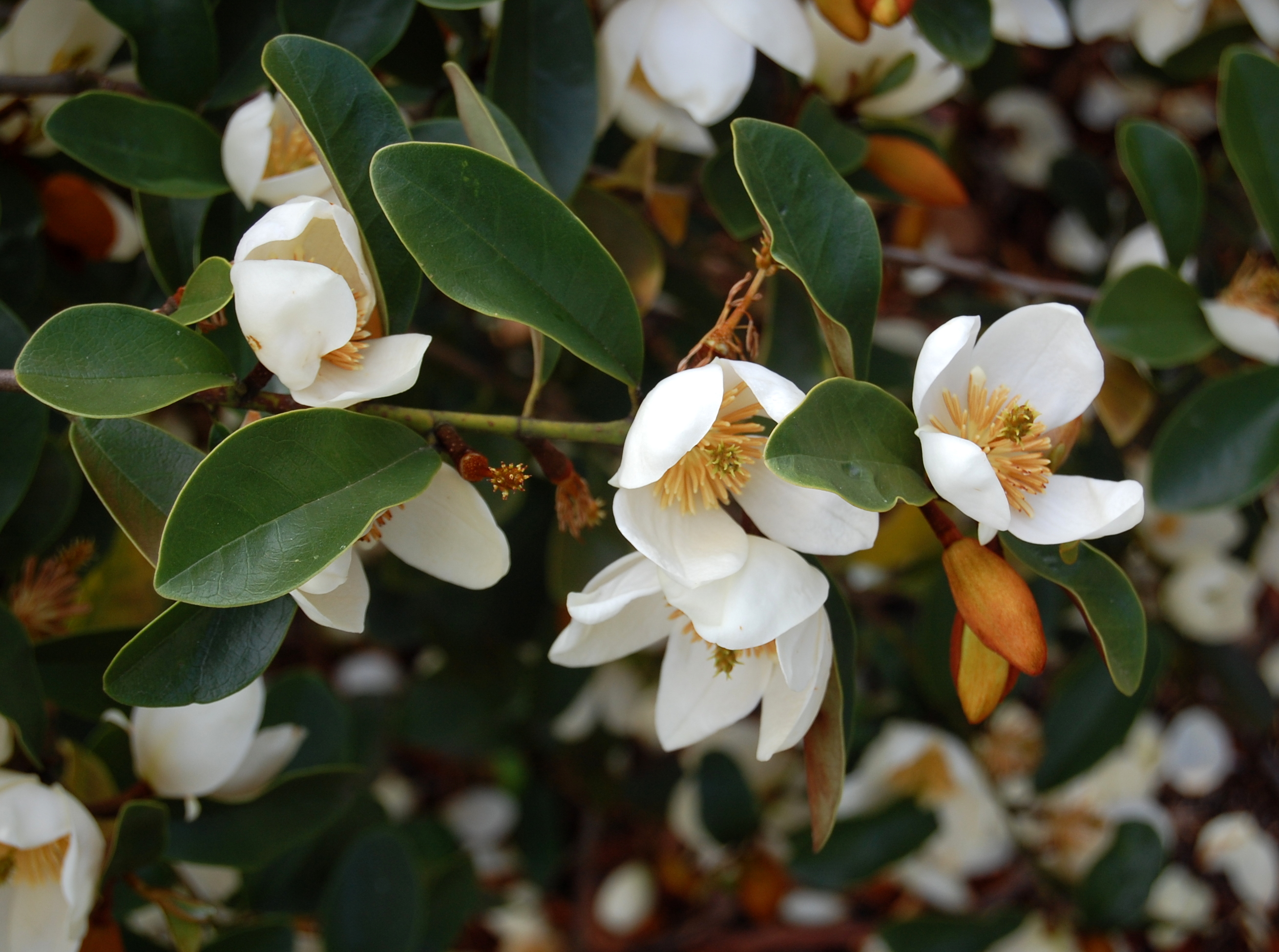 MAGNOLIA laevifolia  (syn. dianica) (Michelia yunnanensis) Magnolia Trees & shrubs