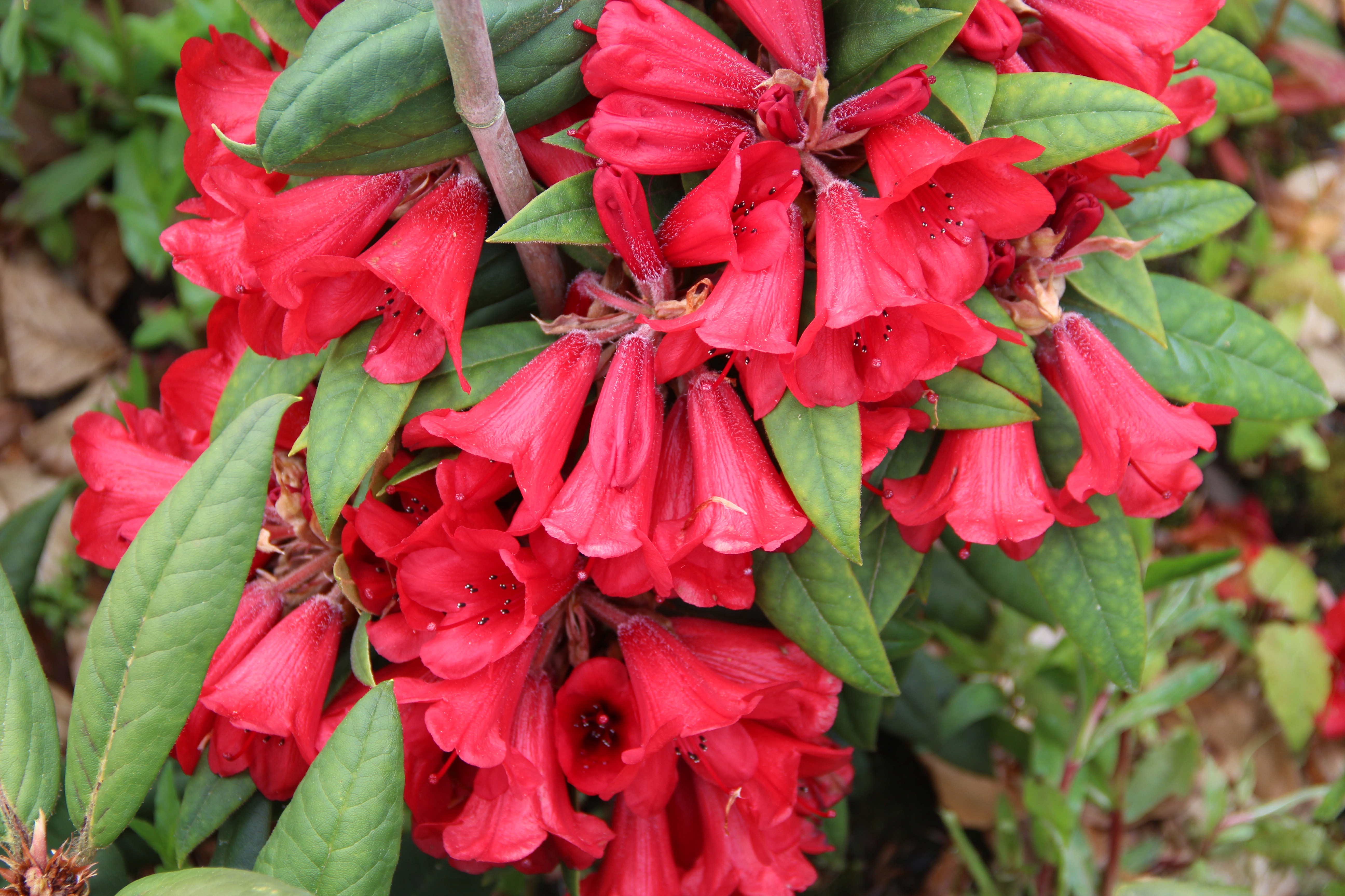 MATADOR Rhododendron 
