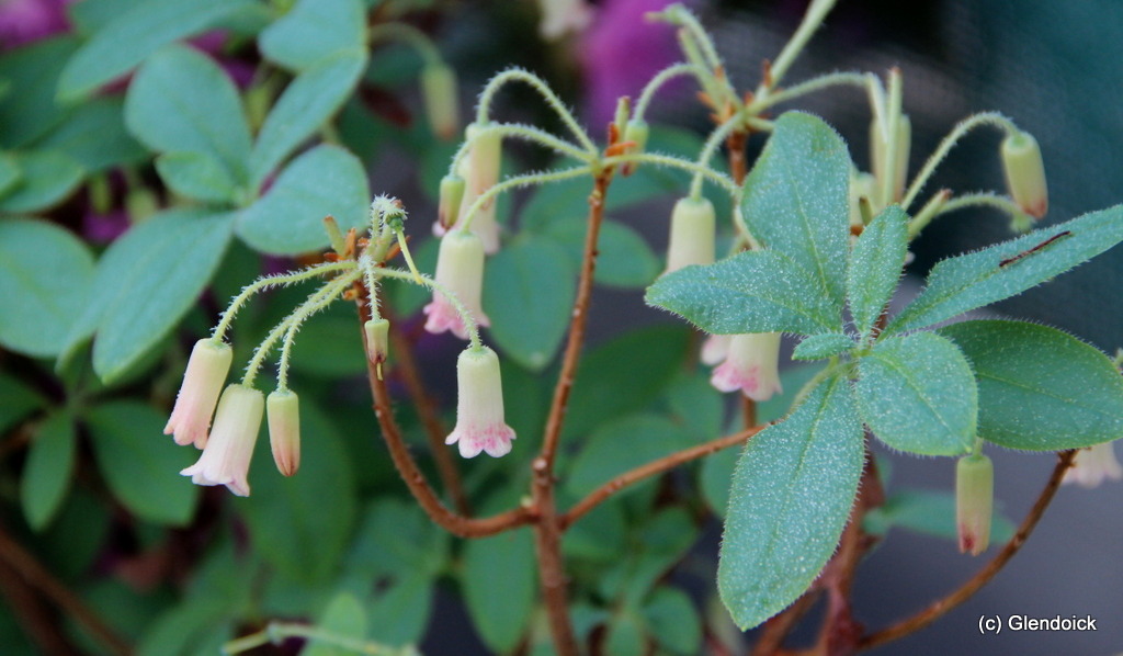MENZIESIA SHEPHERDS DELIGHT (Rhododendron multiflorum) Rhododendron Trees & shrubs