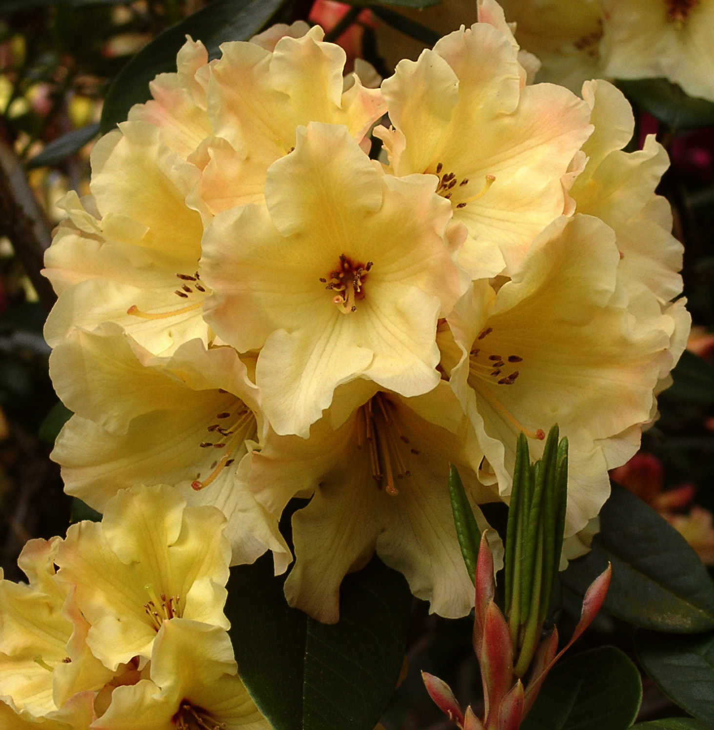 NANCY EVANS Rhododendron Rhododendron Larger Hybrids
