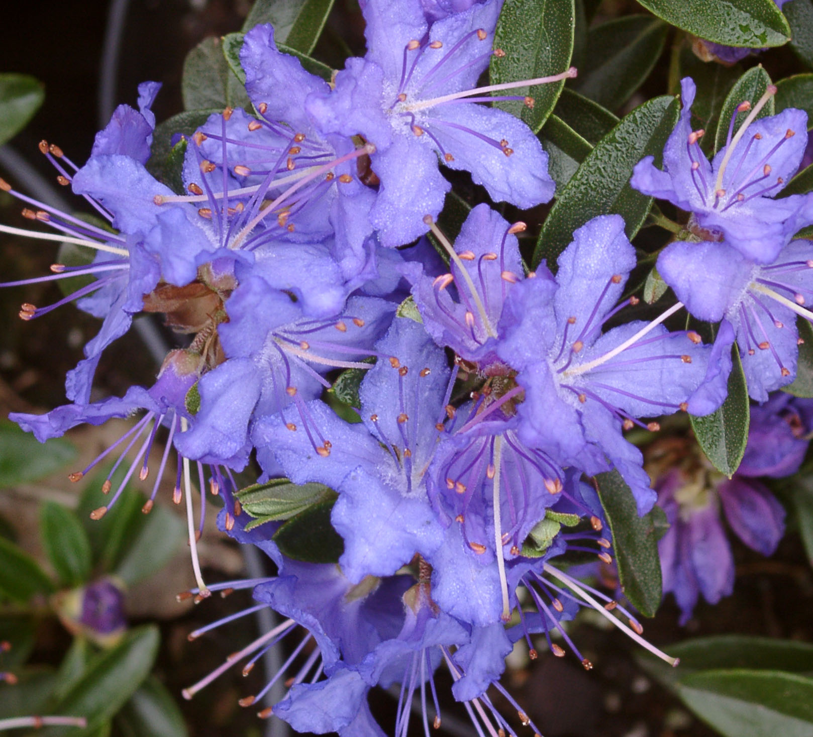 NIGHT SKY Rhododendron Rhododendron Dwarf Species and Hybrids