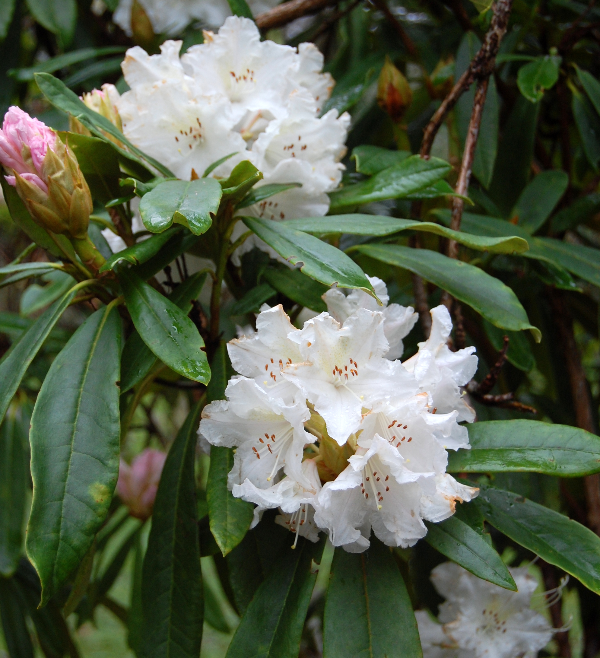 NOBLEANUM WHITE Rhododendron Rhododendron Larger Hybrids