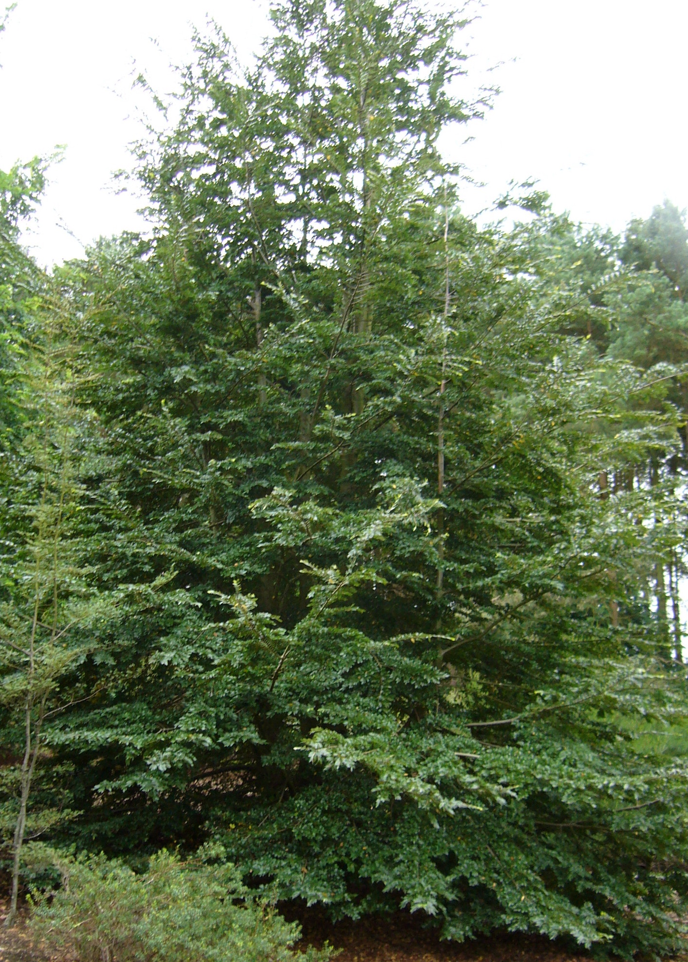 SCHEFFLERA taiwaniana