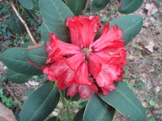 ONII  KCV 116 Rhododendron Larger Species Rhododendrons