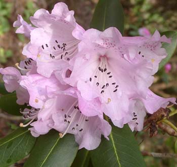 OREODOXA var. FARGESI Rhododendron Larger Species Rhododendrons