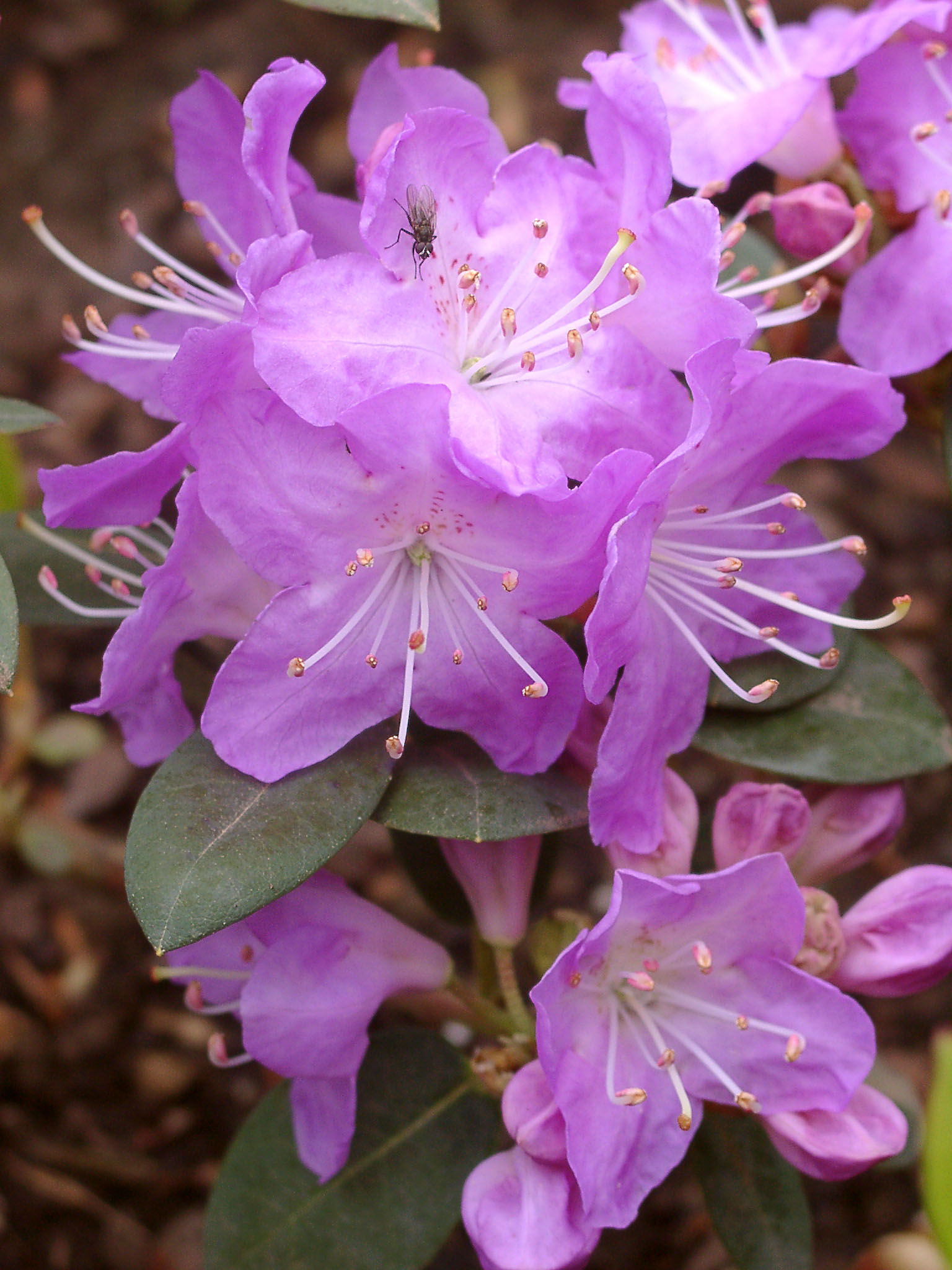 OREOTREPHES PENTLAND Rhododendron Rhododendron Triflora Cinnabarina