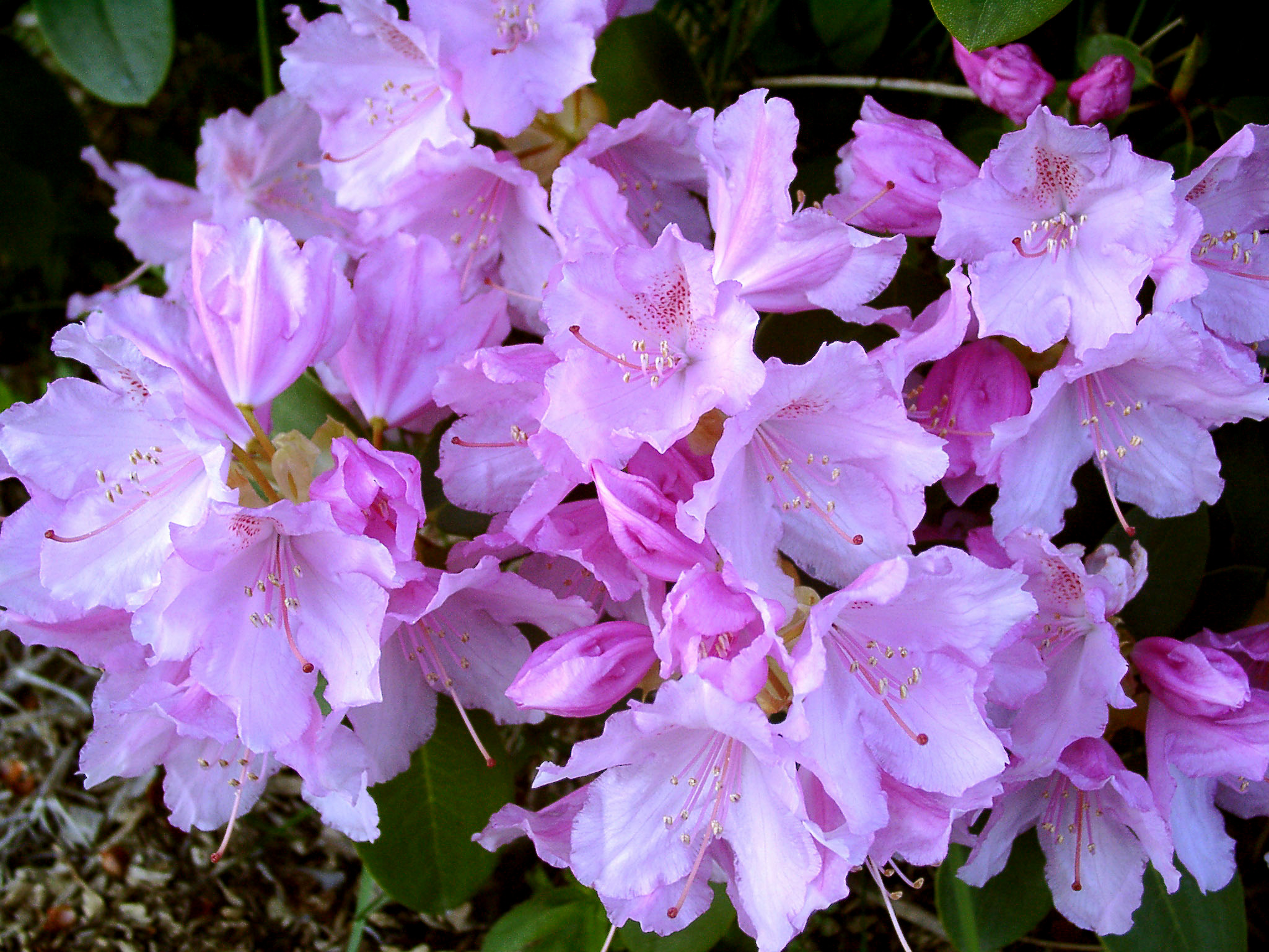 OSMAR (WIL) Rhododendron Rhododendron medium growing hybrids