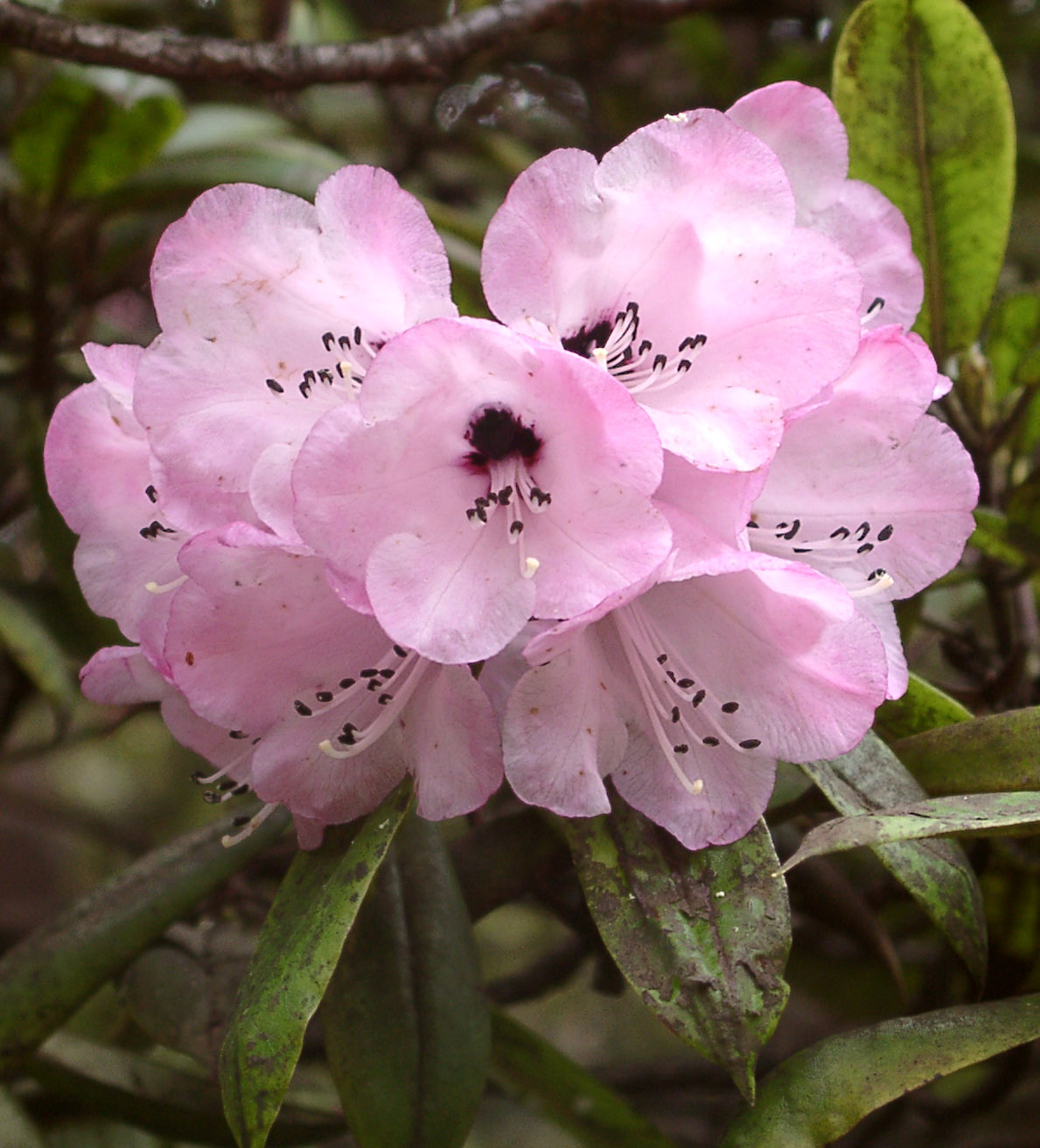 PACHYTRICHUM pink HP 0 Larger Species Rhododendrons