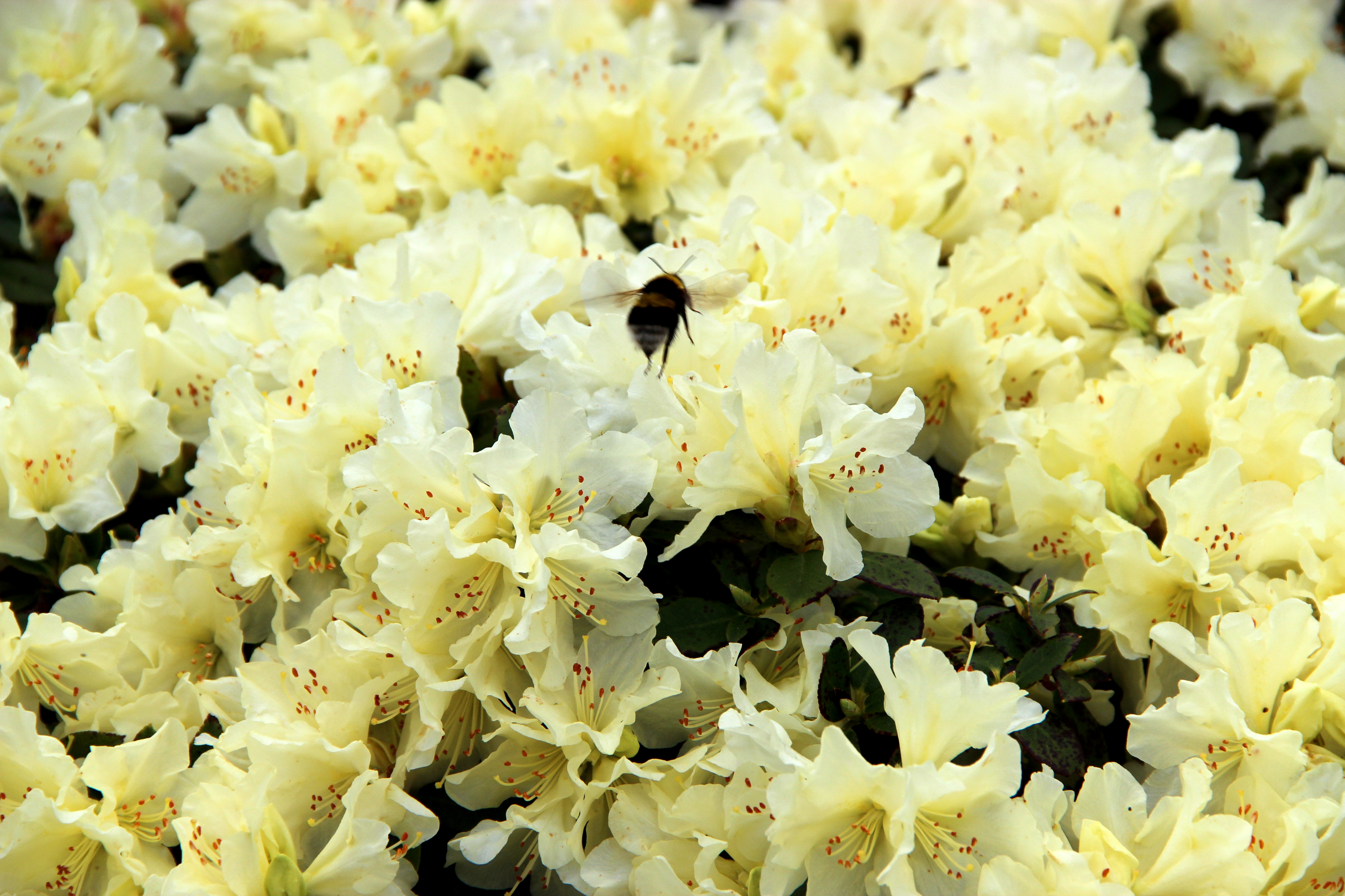 PATTY BEE Rhododendron Rhododendron Dwarf Species and Hybrids