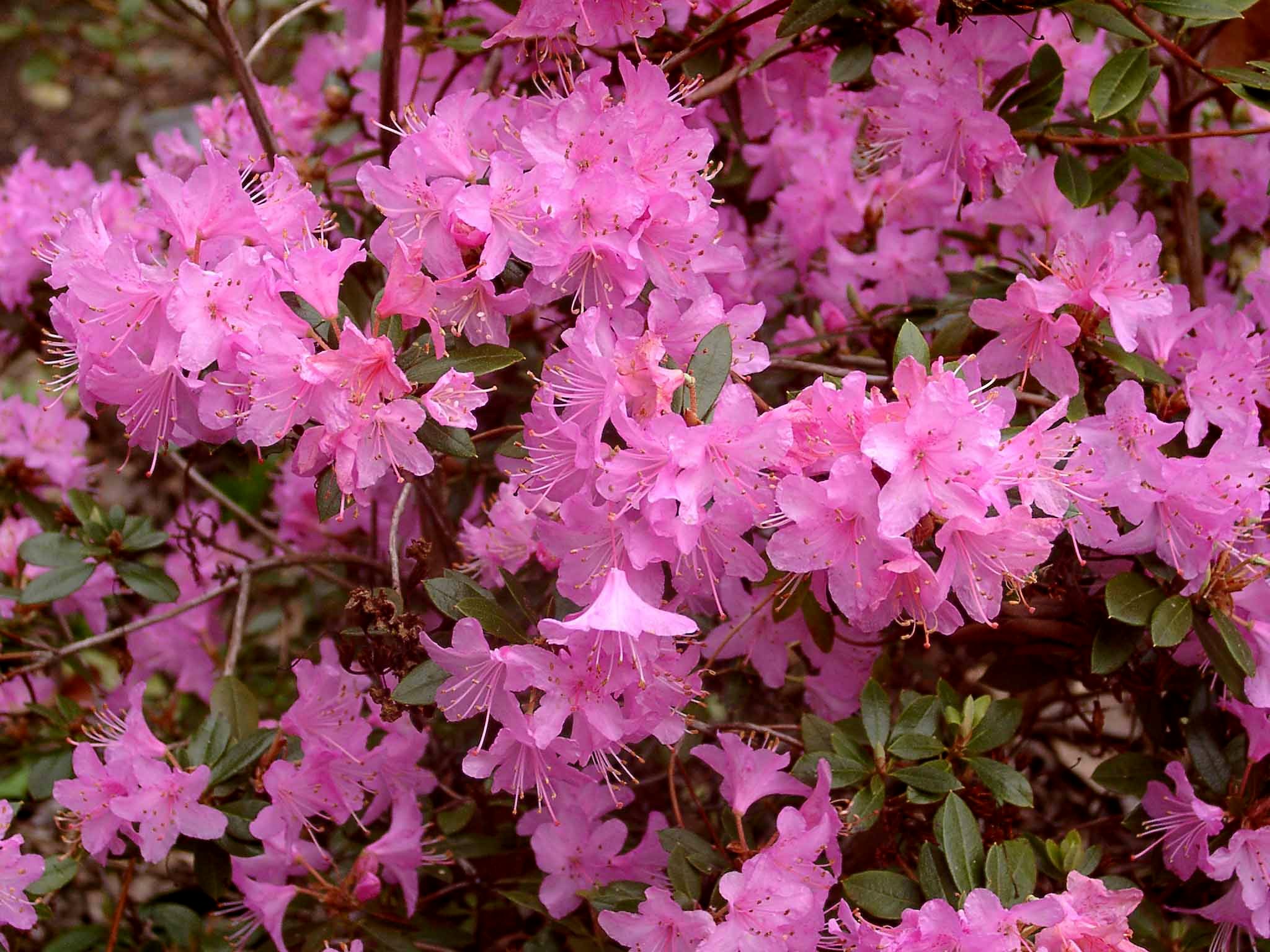 PINTAIL Rhododendron Rhododendron Dwarf Species and Hybrids