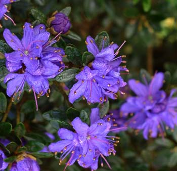 POLYCLADUM (scintillans) F.C.C. Rhododendron Rhododendron Dwarf Species and Hybrids