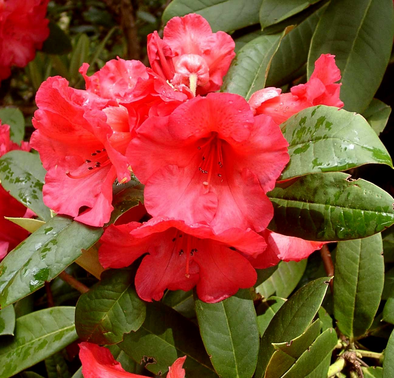 POTLATCH Rhododendron Rhododendron Larger Hybrids