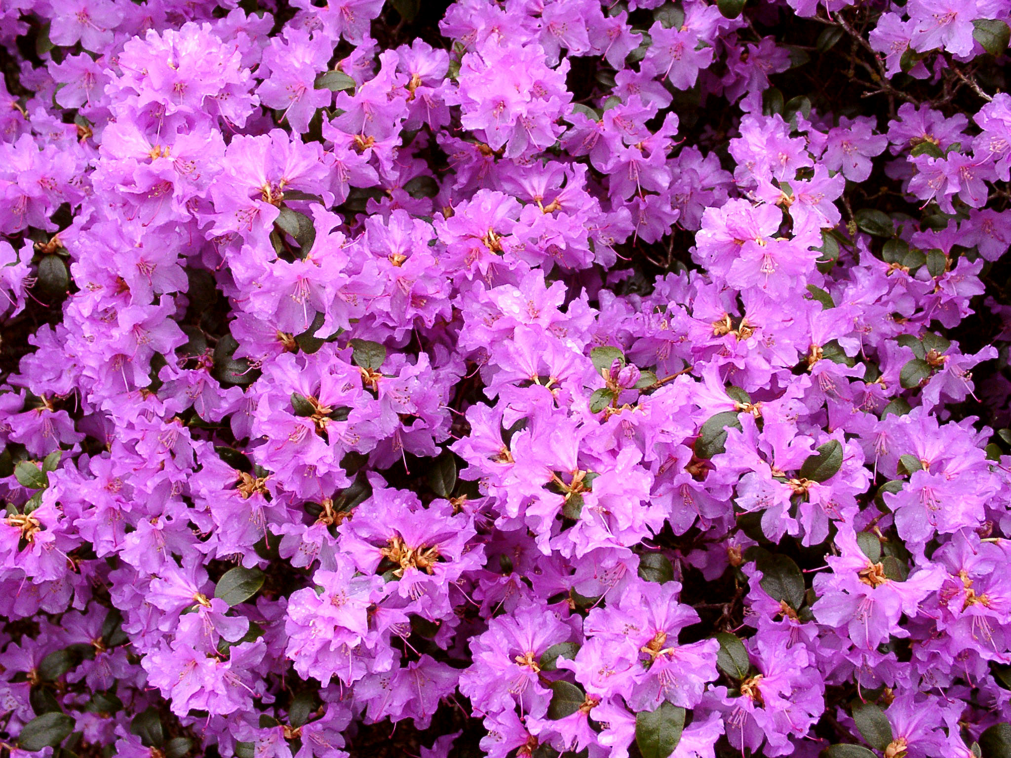 PRAECOX Rhododendron Rhododendron Dwarf Species and Hybrids