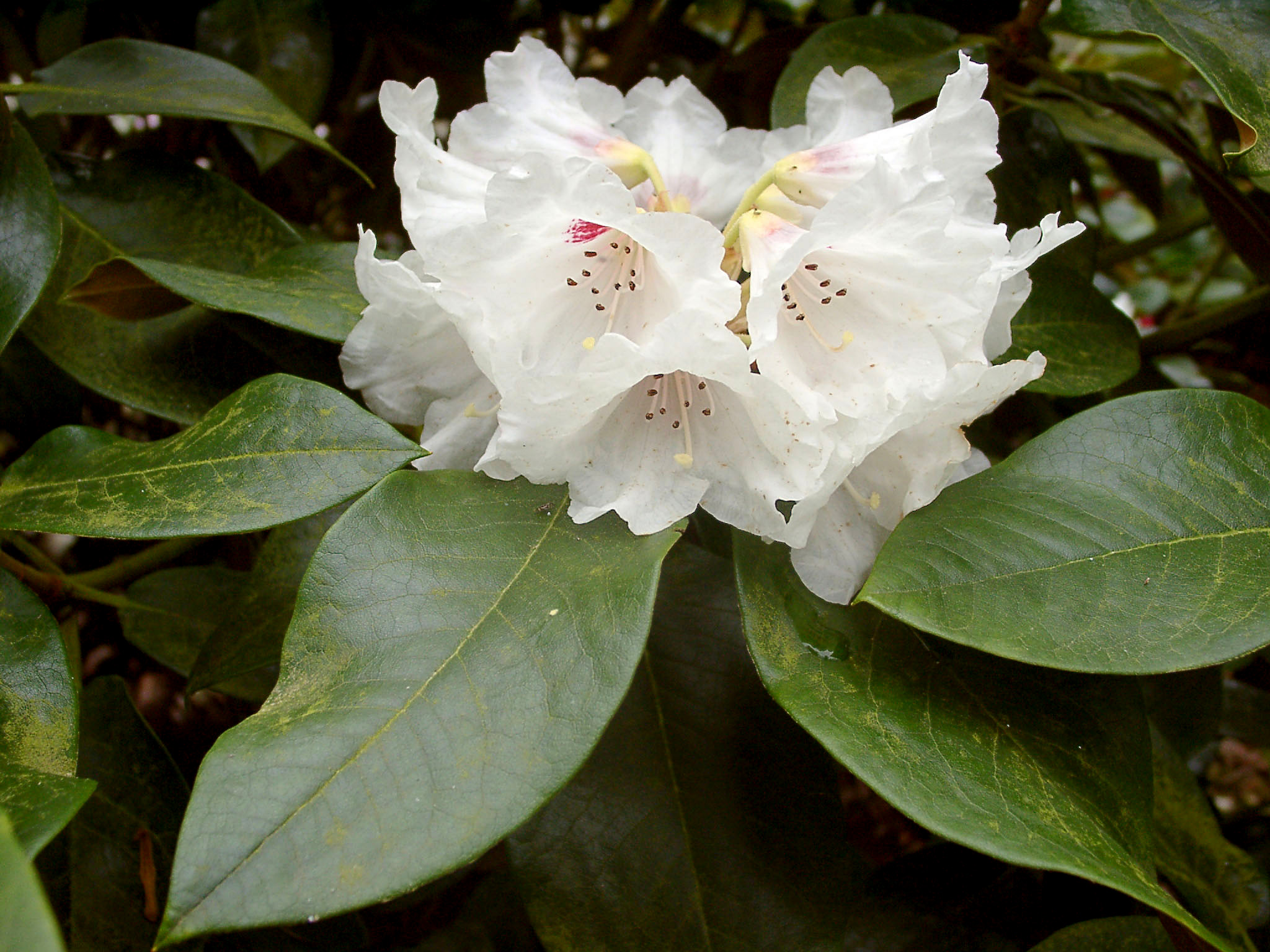 PRATTII BLACKHILLS (grafts) 0 Larger Species Rhododendrons